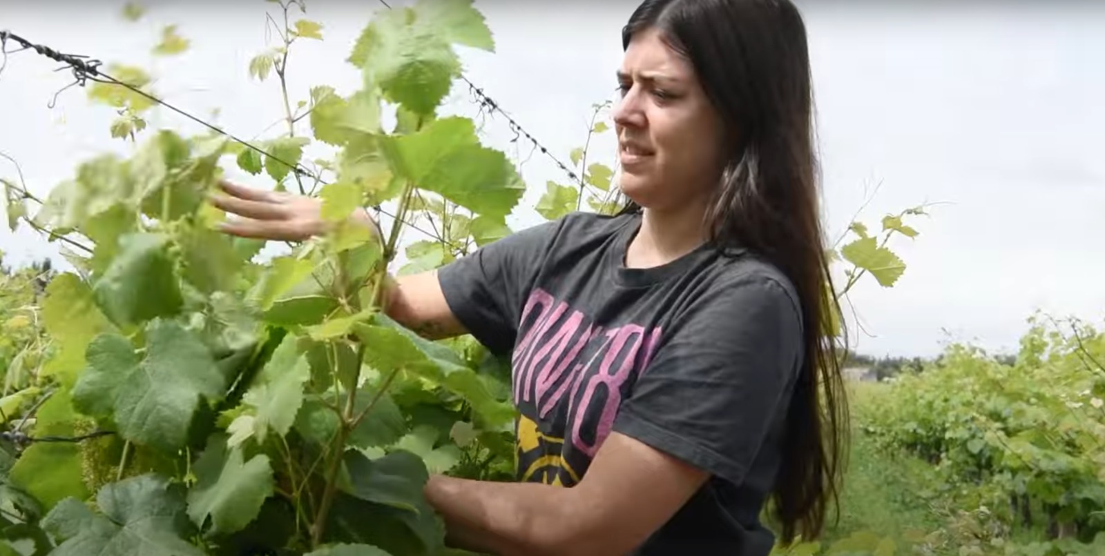 La vitivinicultura "es una forma de vivir" - Egresada de UTU en Bodega Ariano