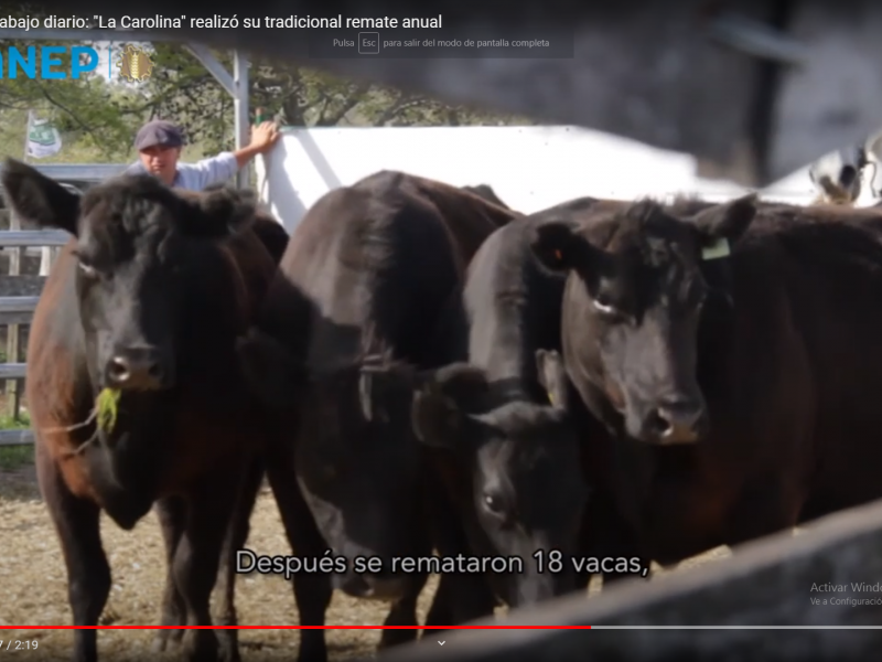 Una muestra del trabajo diario: "La Carolina" realizó su tradicional remate anual