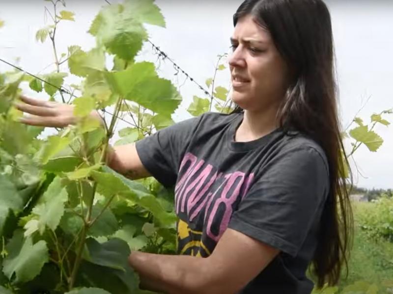 La vitivinicultura "es una forma de vivir" - Egresada de UTU en Bodega Ariano