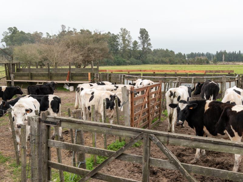 Convocatoria 2025 – Educación Rural