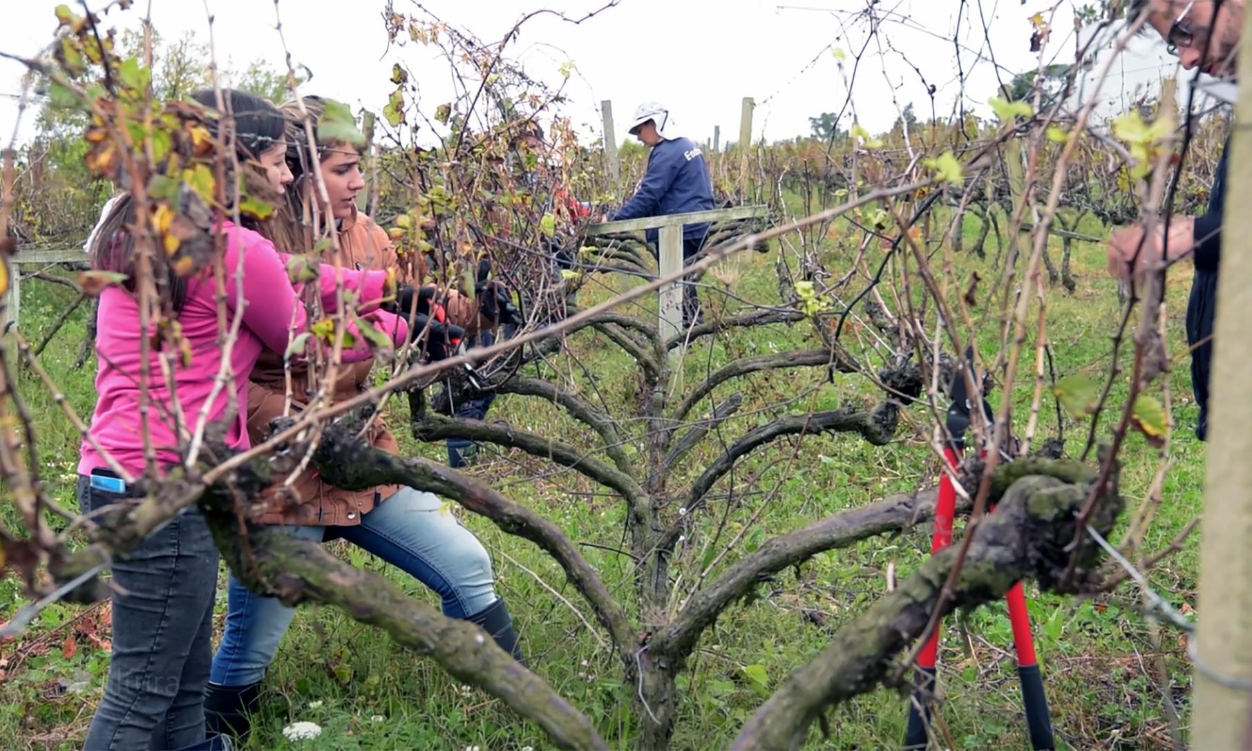 Alumnas en el viñedo