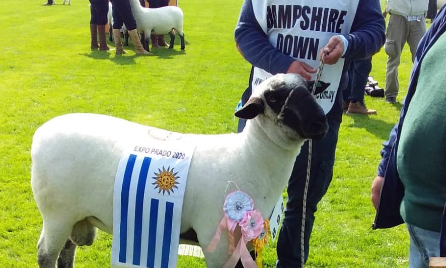 Premiación prado