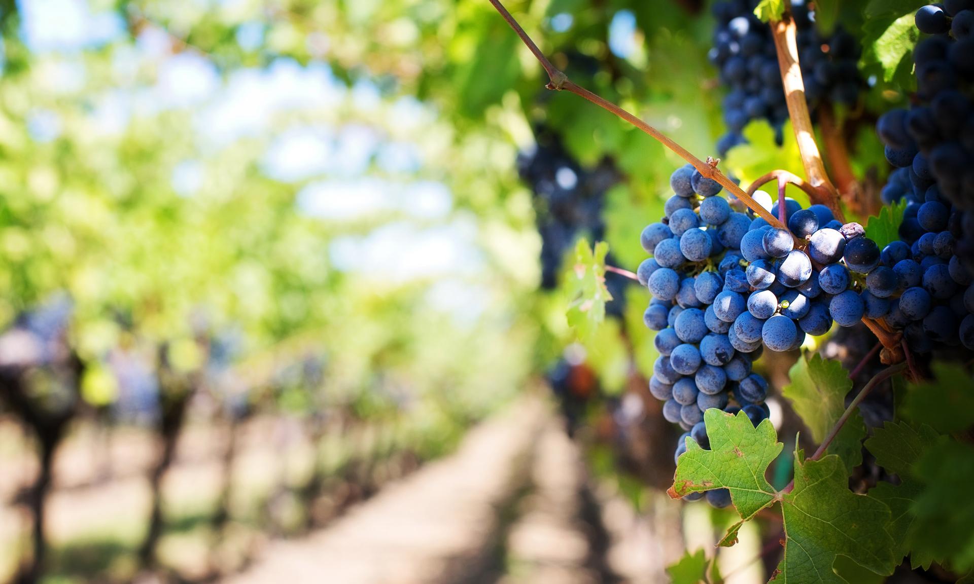 Viñedo con racimo de uvas.