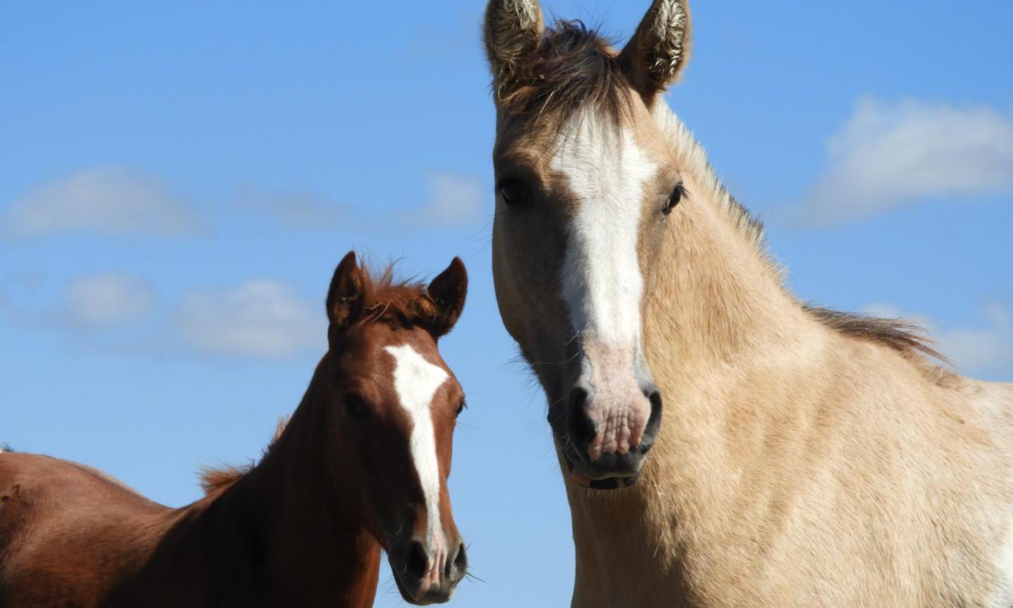 UTU y Veterinaria acuerdan instalar un tecnólogo equino en el noreste