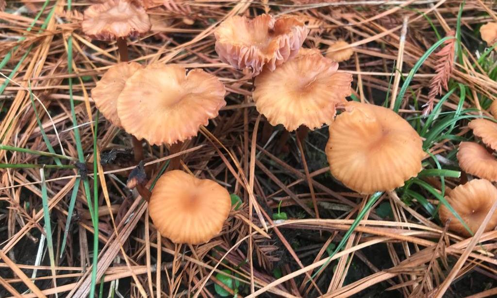Hongos