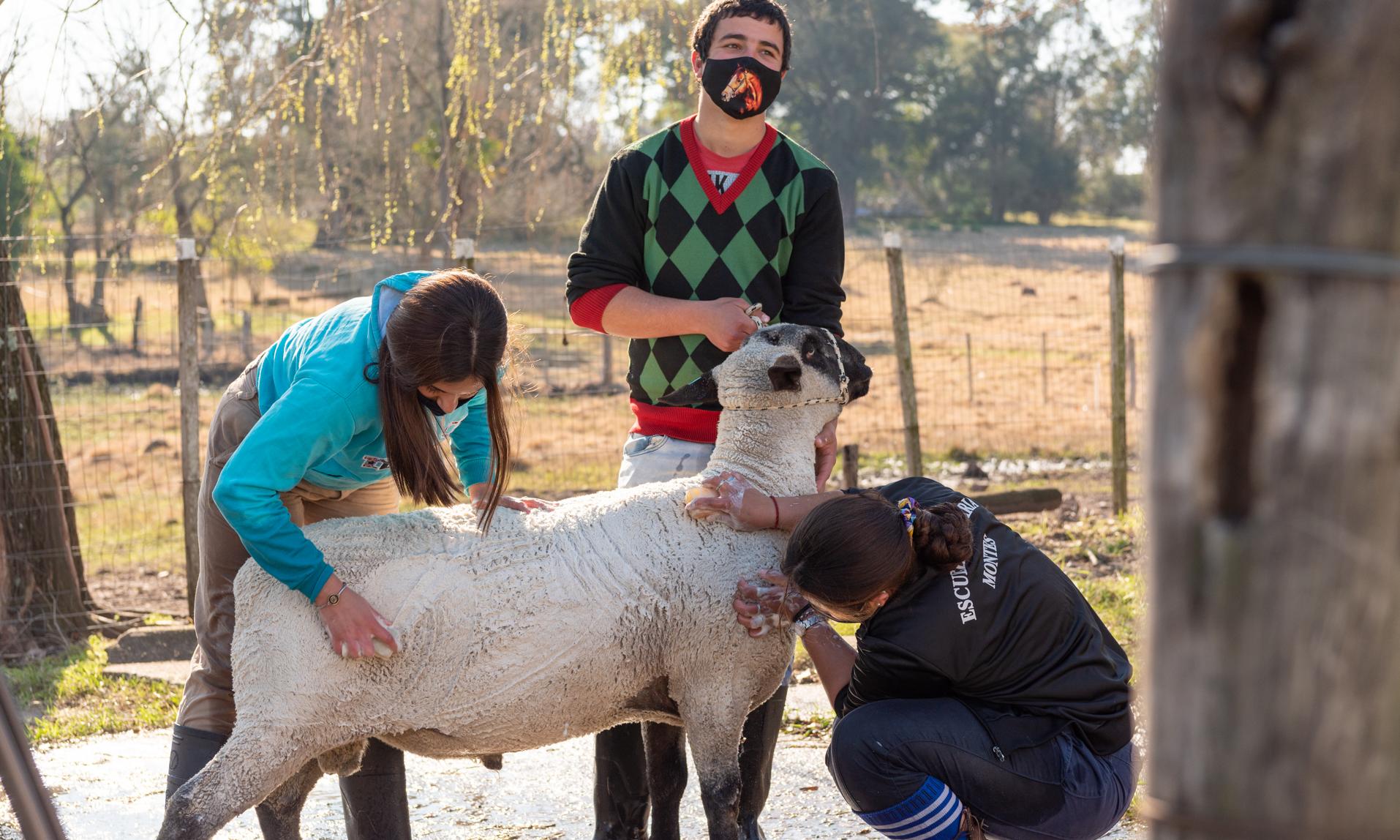 Estudiantes con una oveja