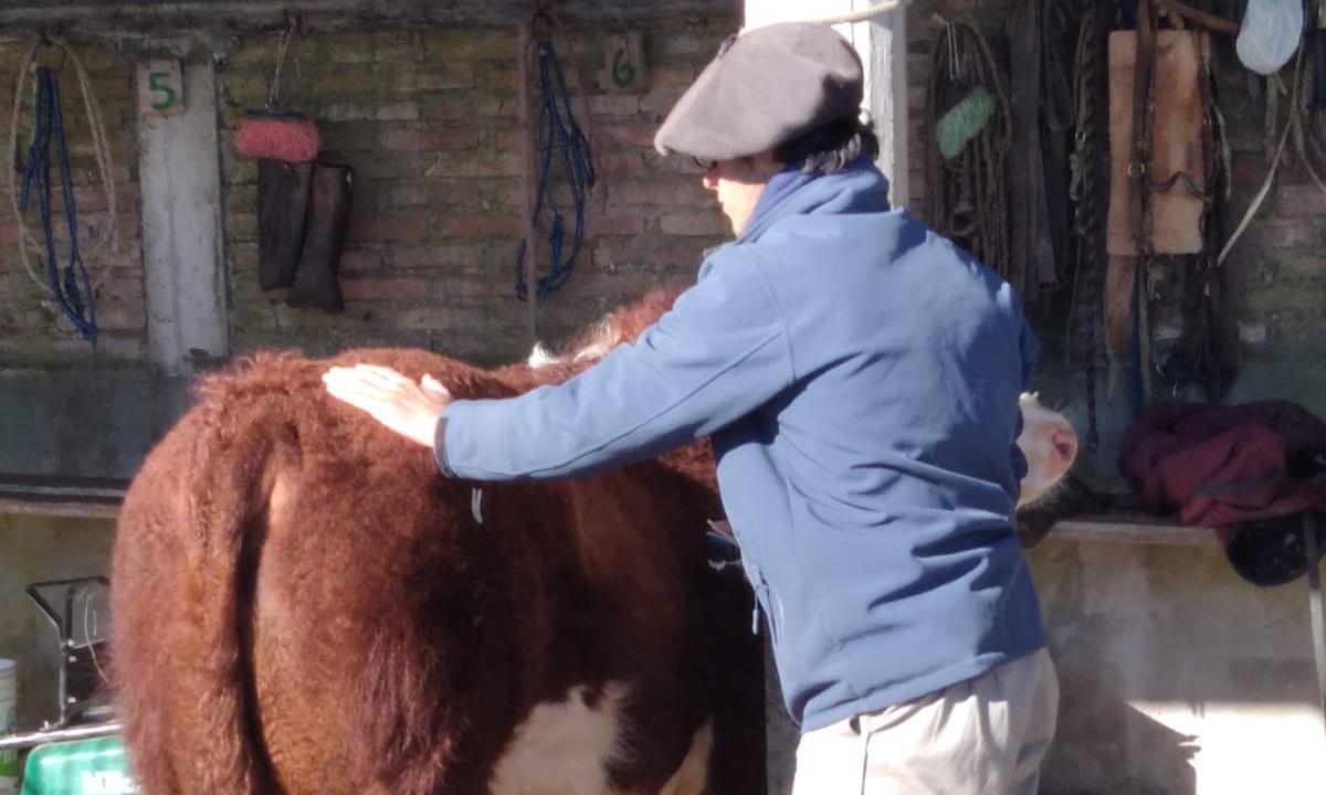 Preparación de ejemplares para la Expo Prado