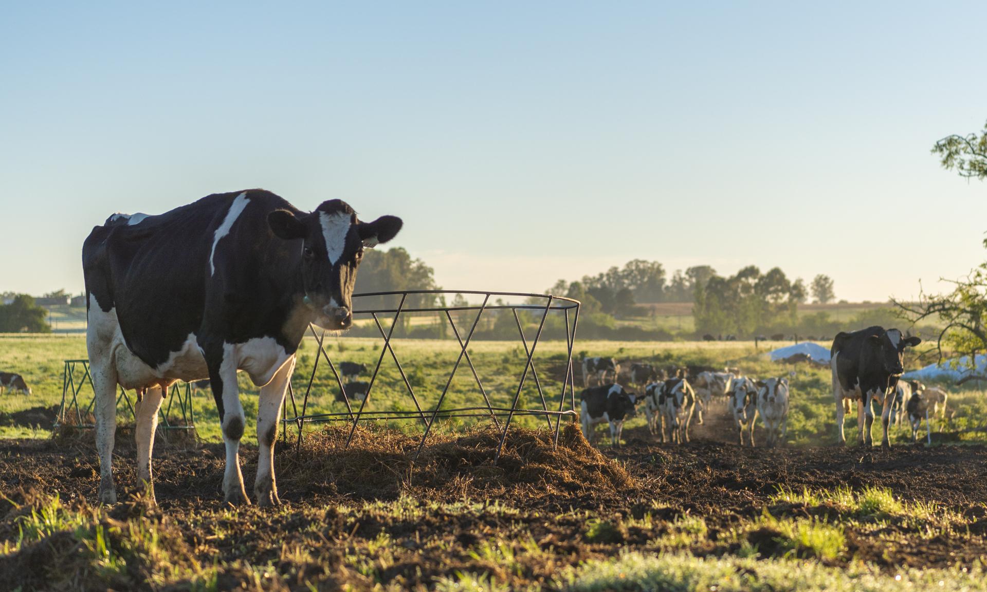 vacas