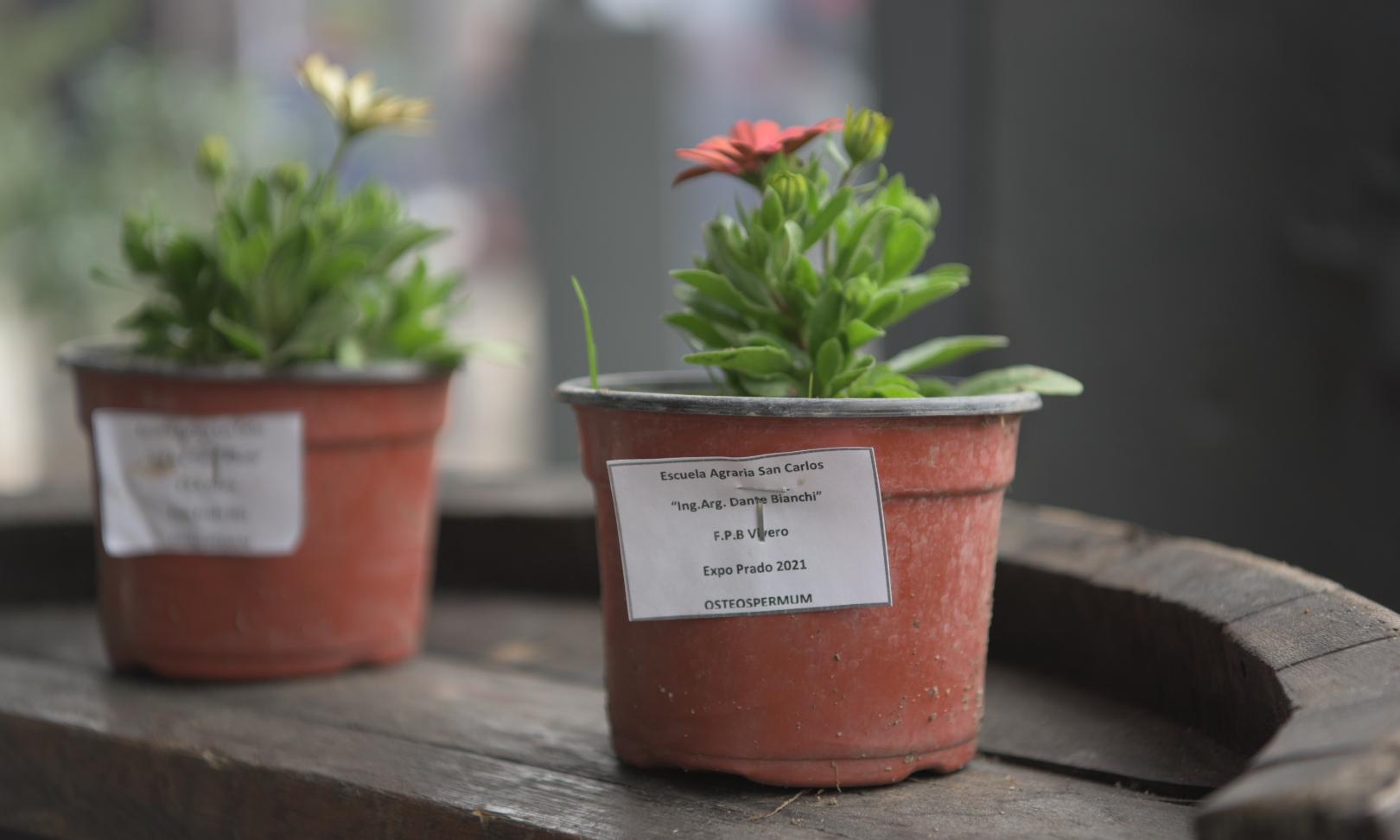 plantas