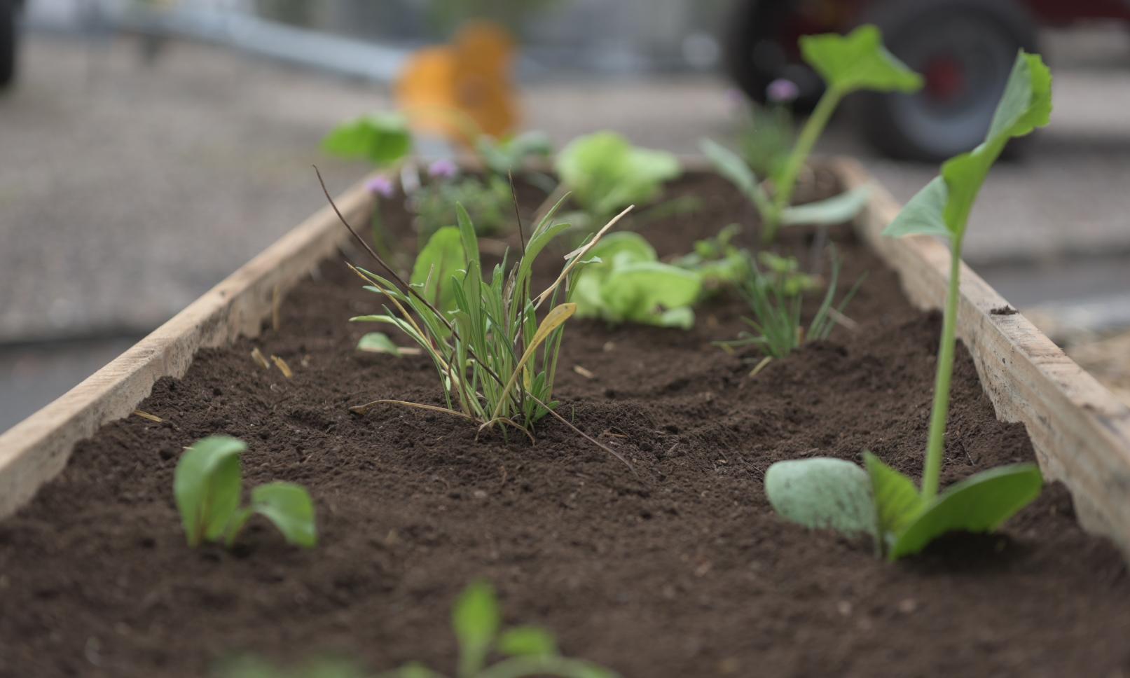 plantas