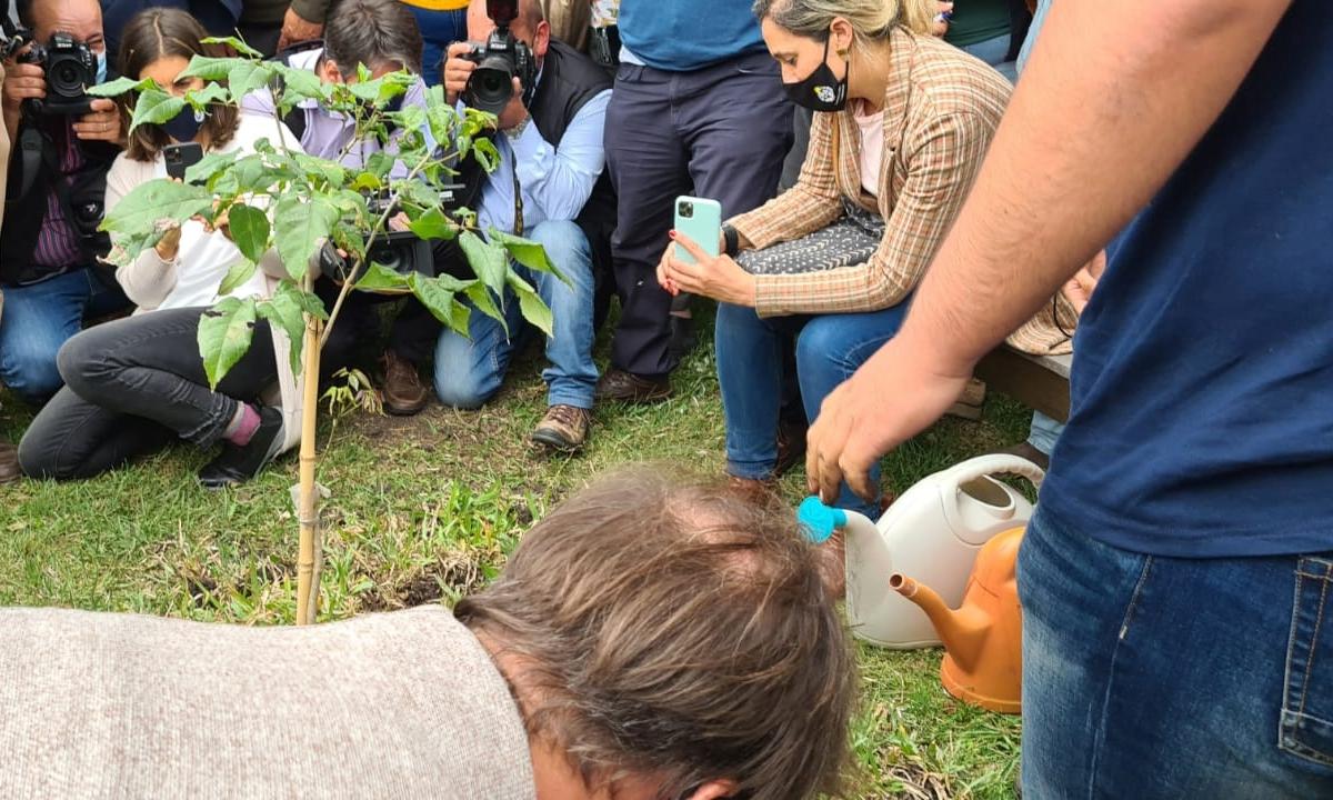 lacalle plantando