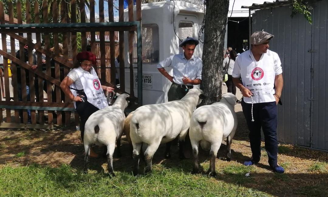 ovejas y estudiantes 