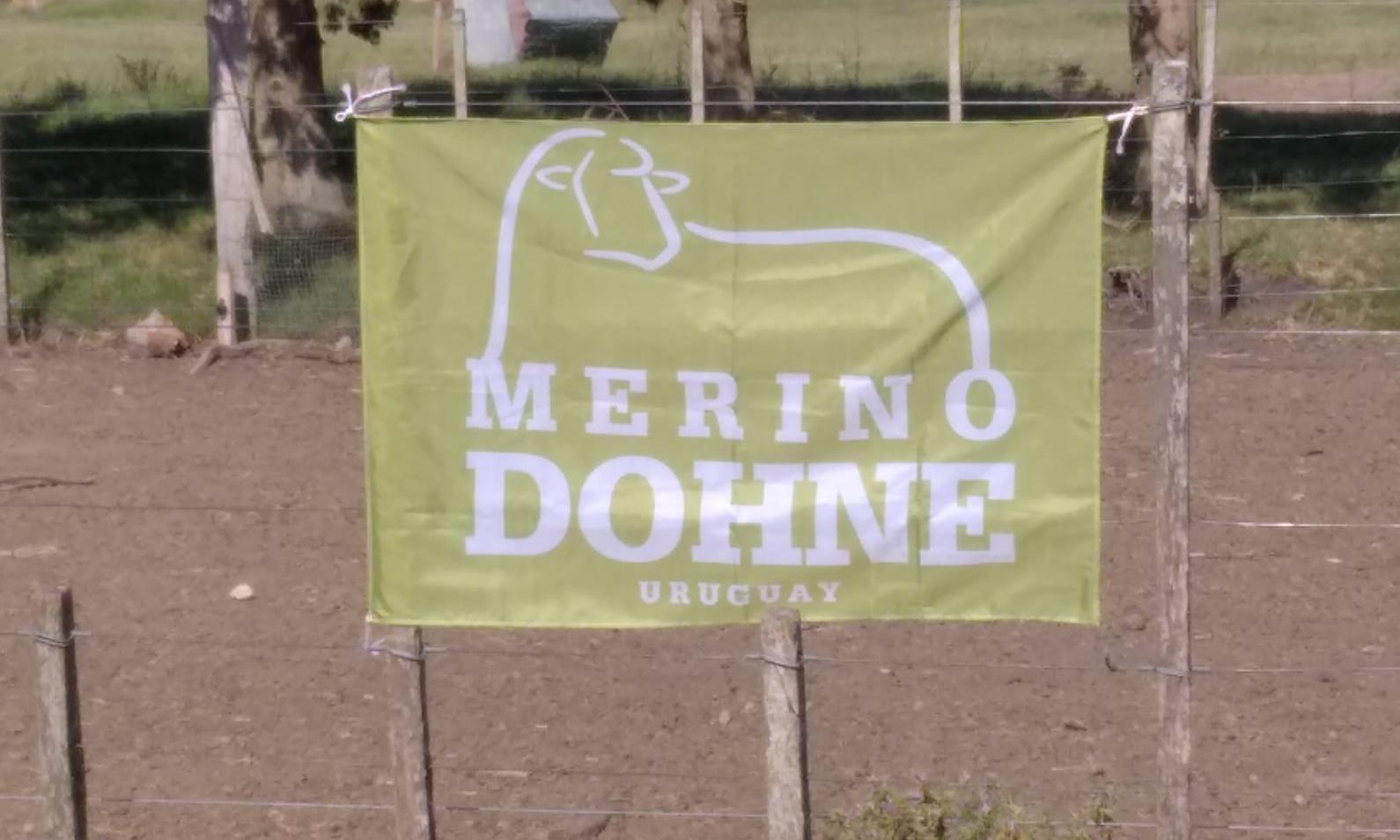 Merino Dhone 