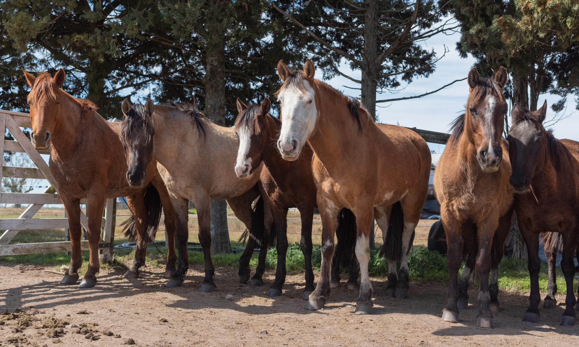 caballos
