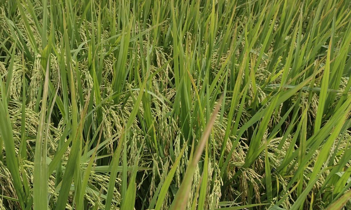 arroz