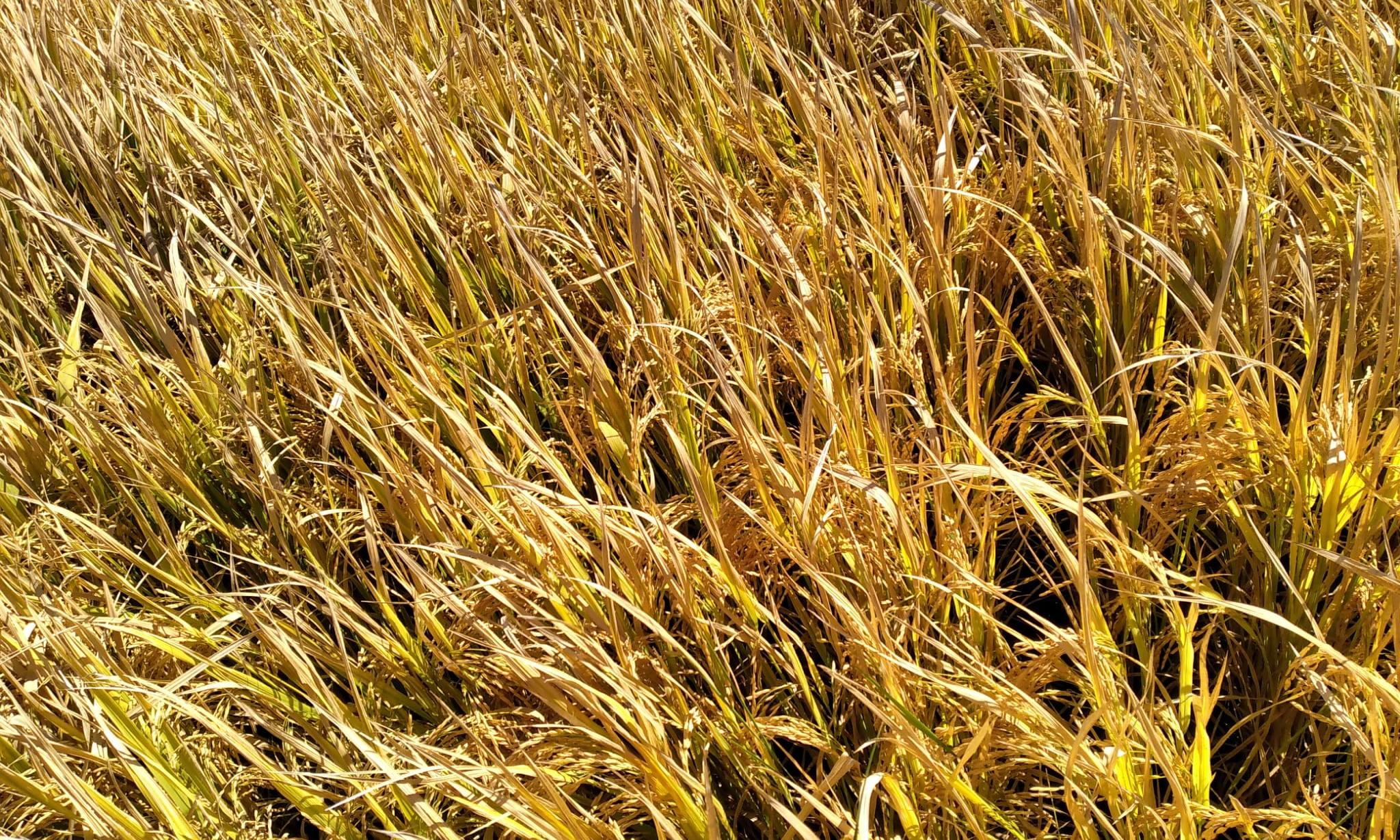 arroz