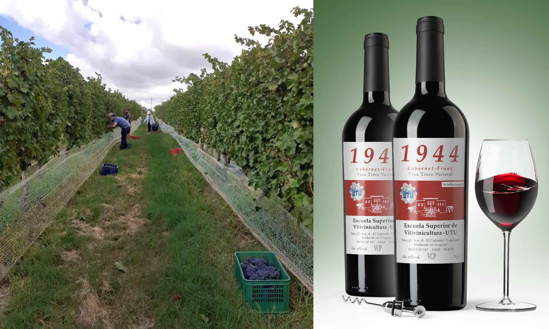 vinos