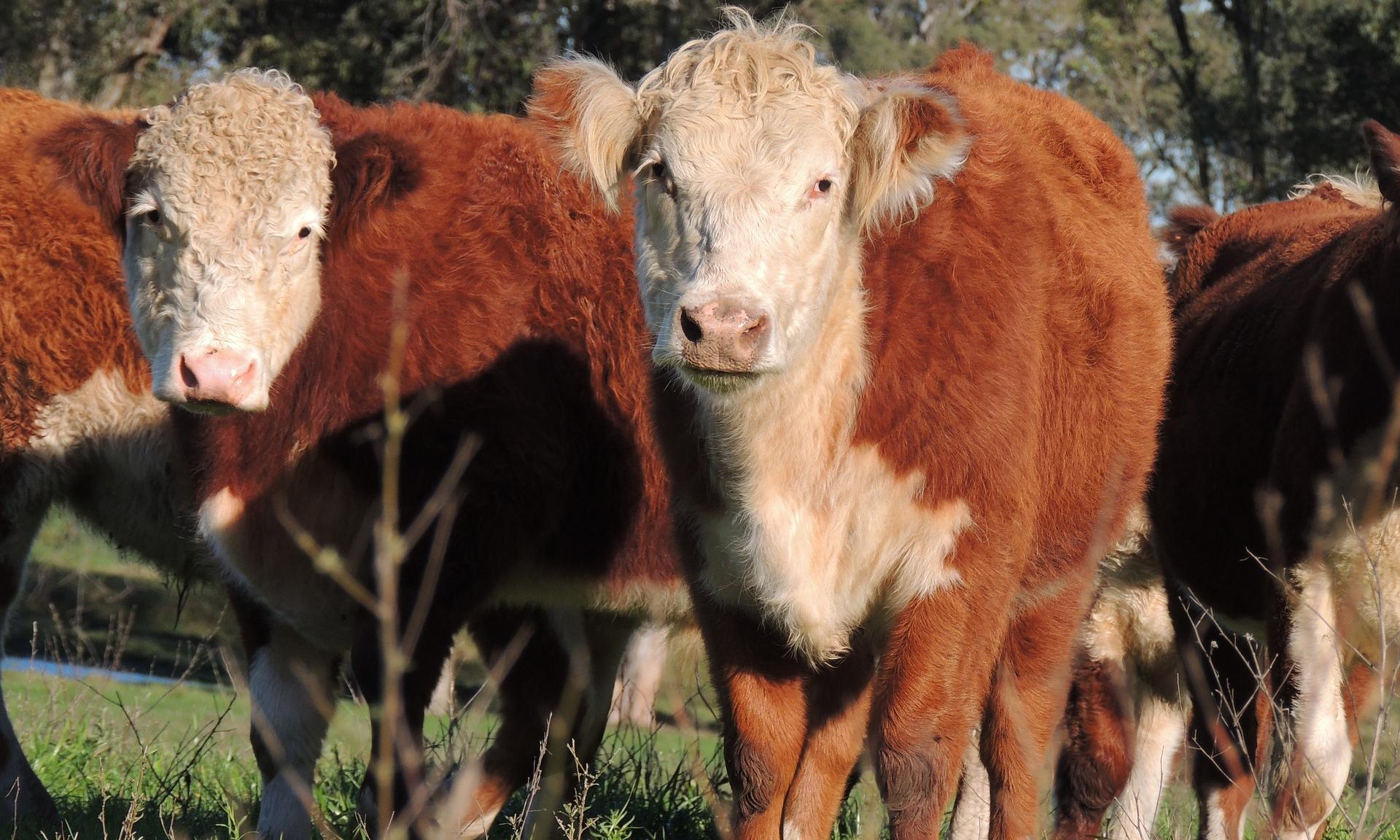 Ganado Hereford