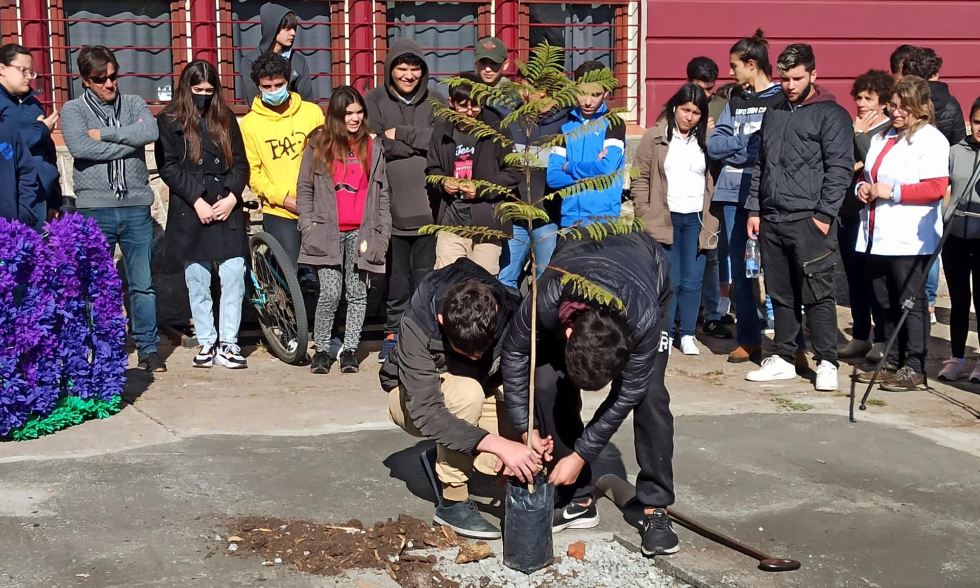 plantando el árbol