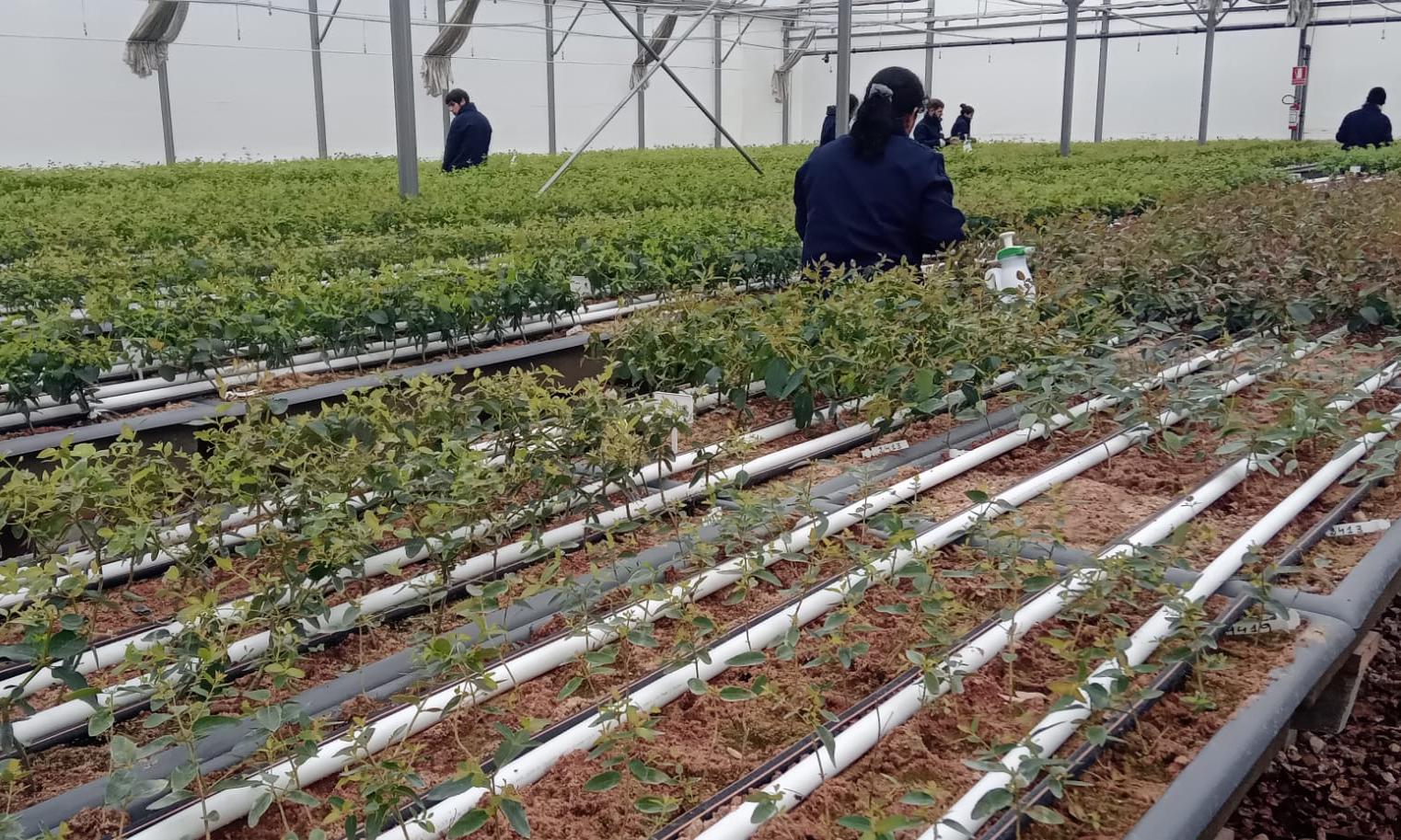 vivero