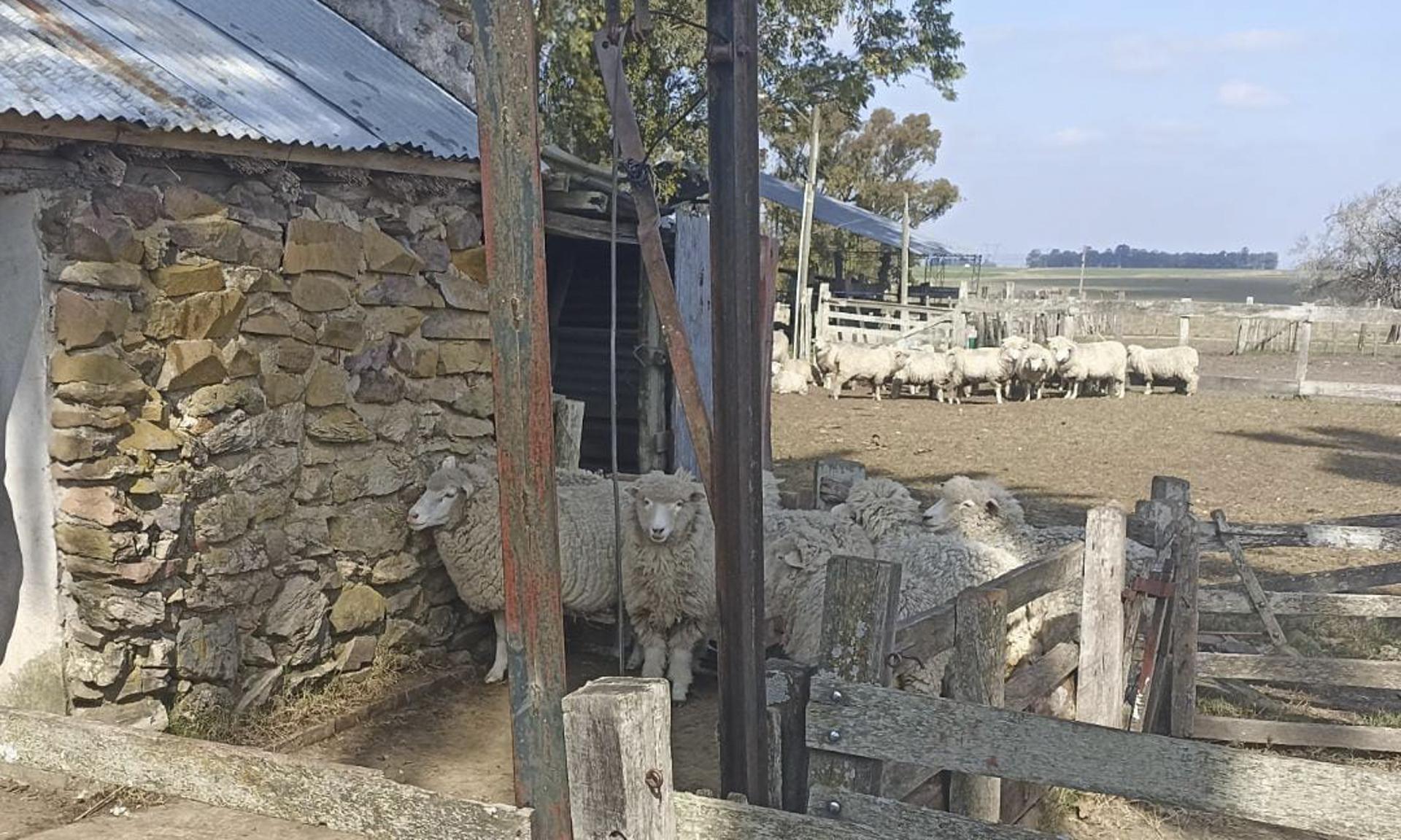 ovejas