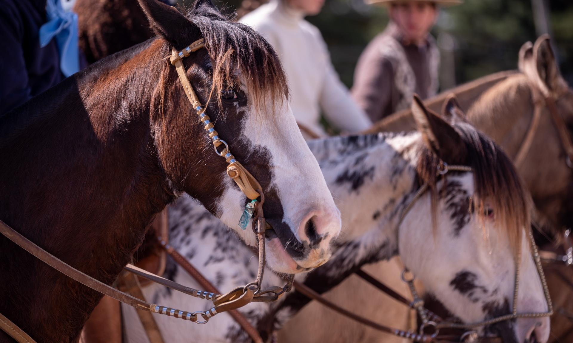 caballos 