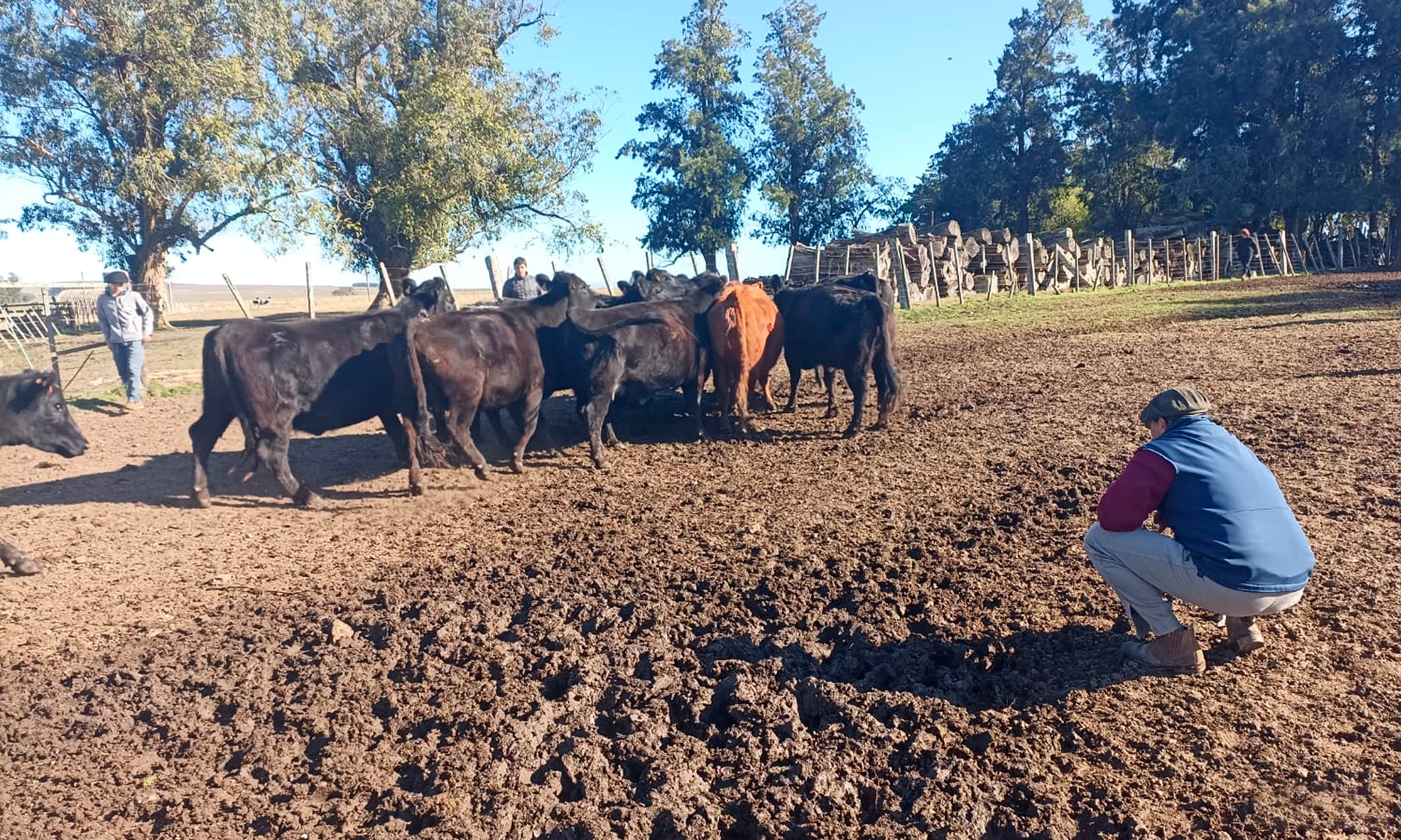 ganado y técnico