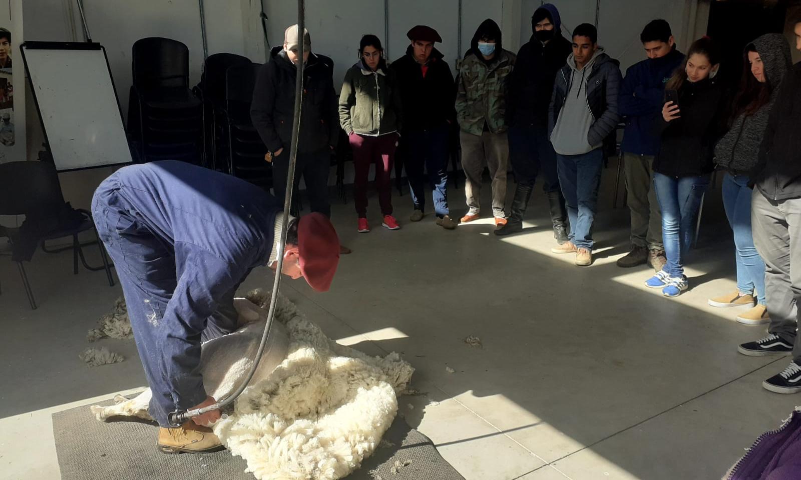 Jornada de esquila con alumnos de Lascano