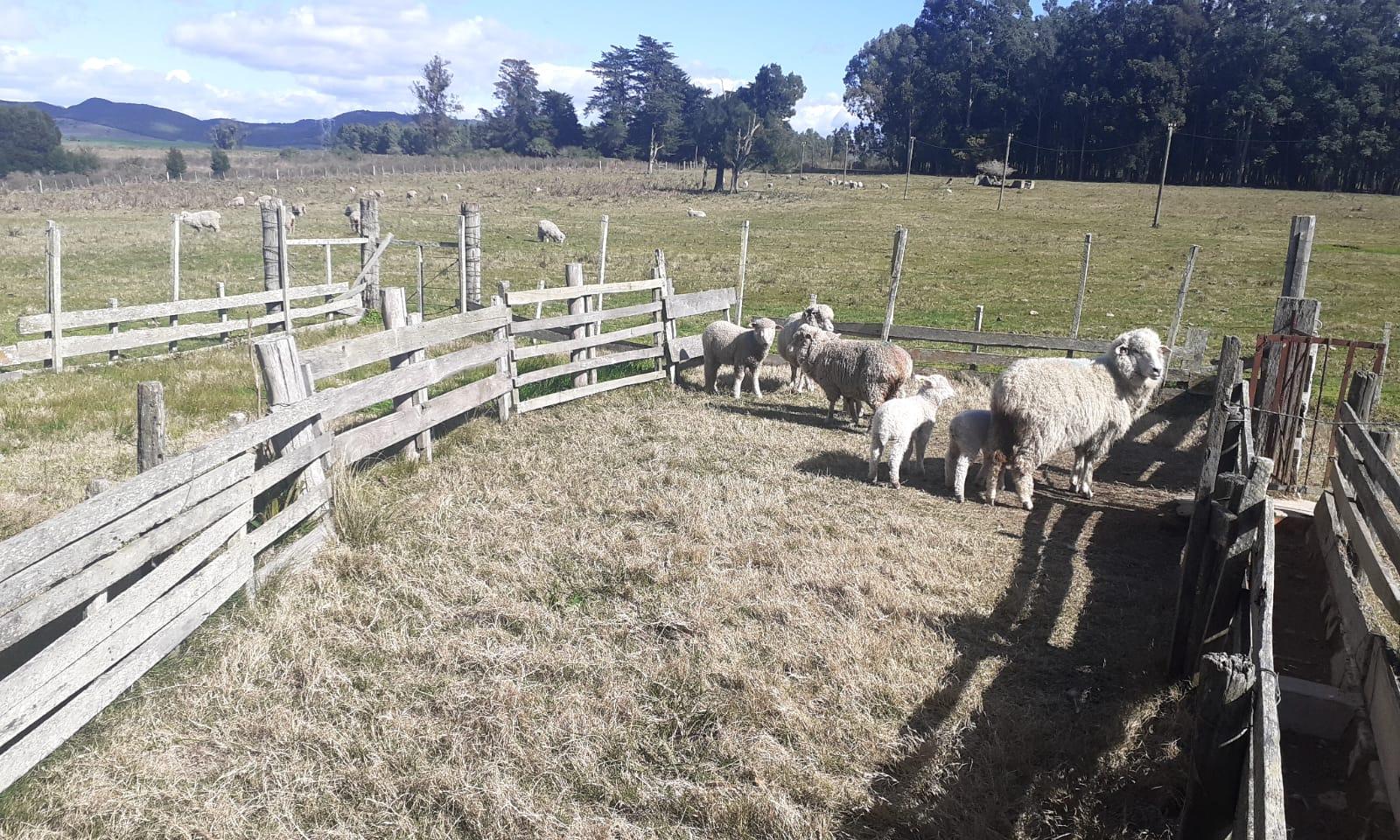 Jornada de esquila con alumnos de Lascano