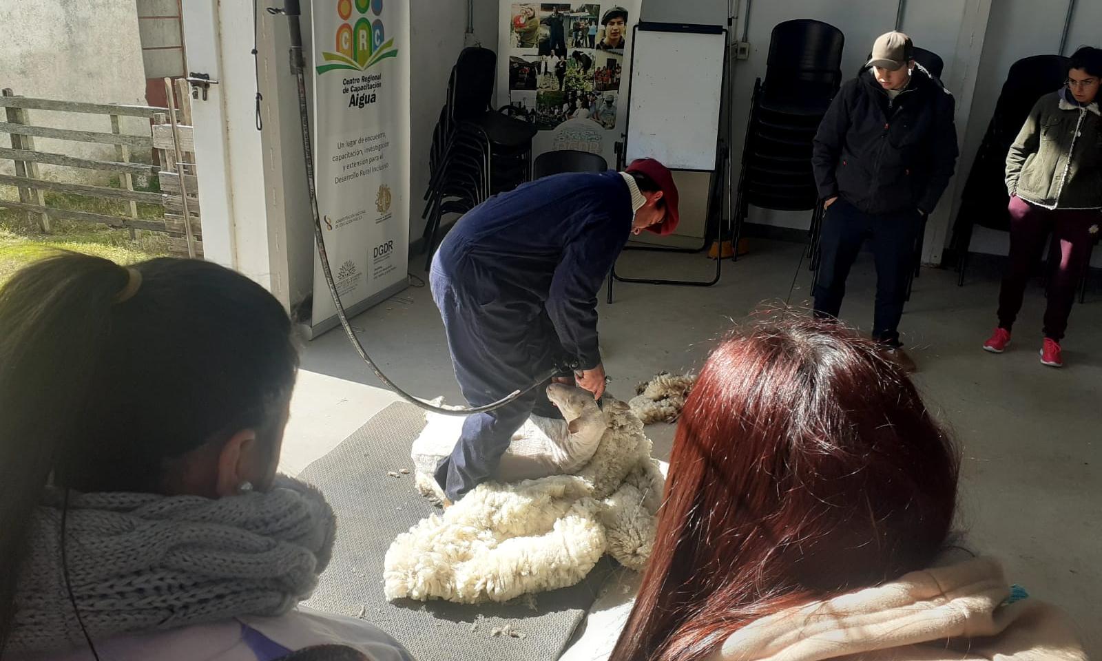 Jornada de esquila con alumnos de Lascano
