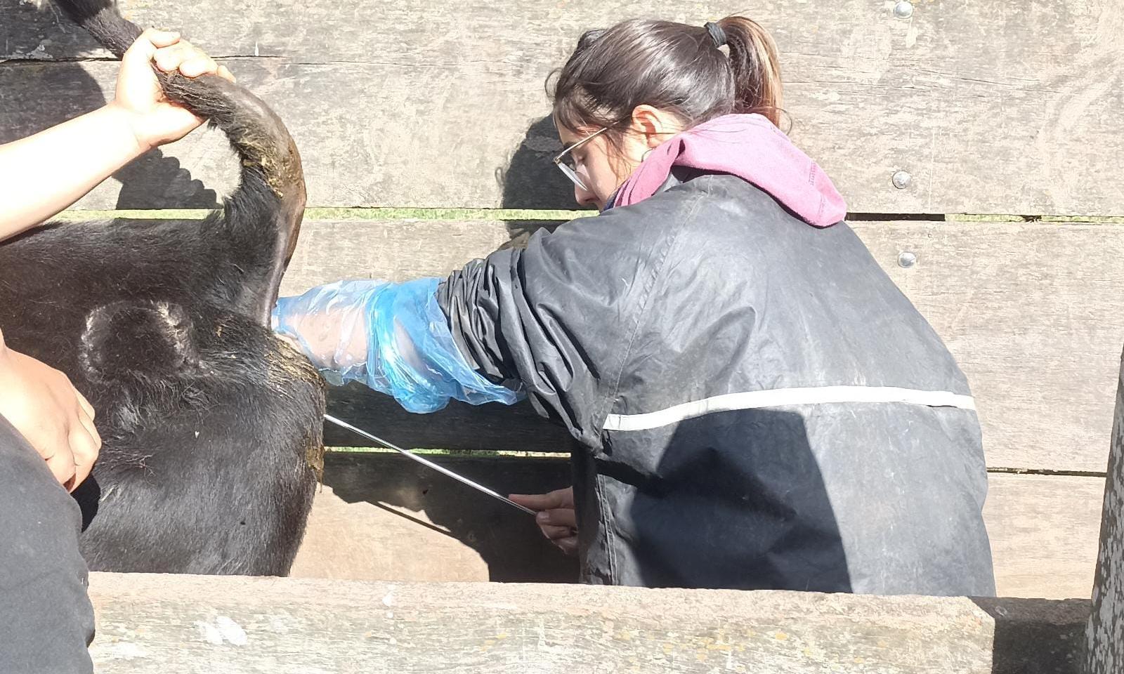 inseminando