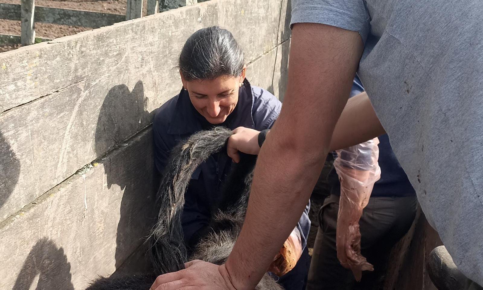 inseminando