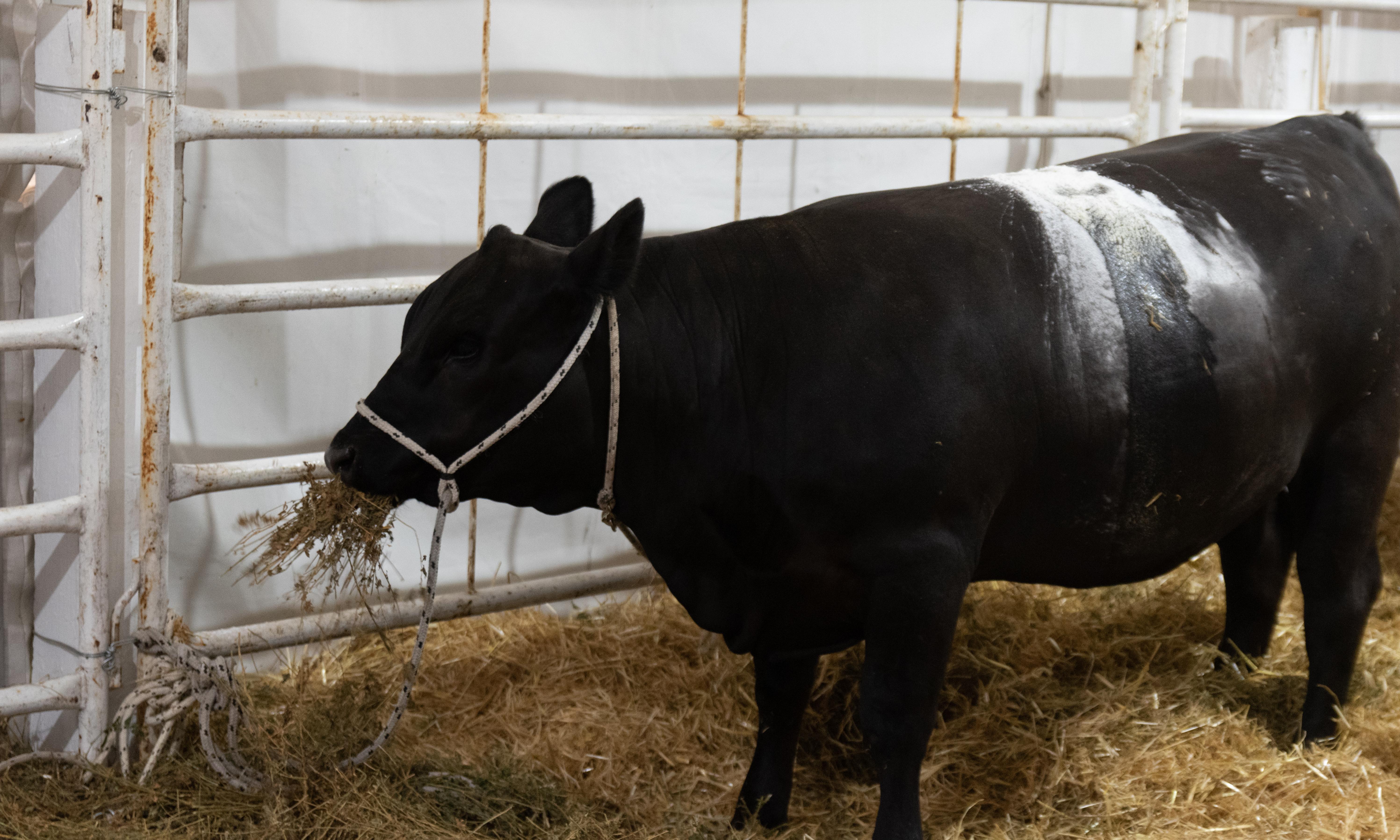 vaca