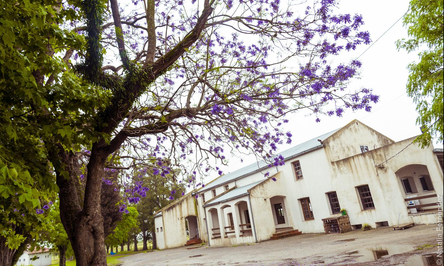 Escuela de lechería Colonia Suiza
