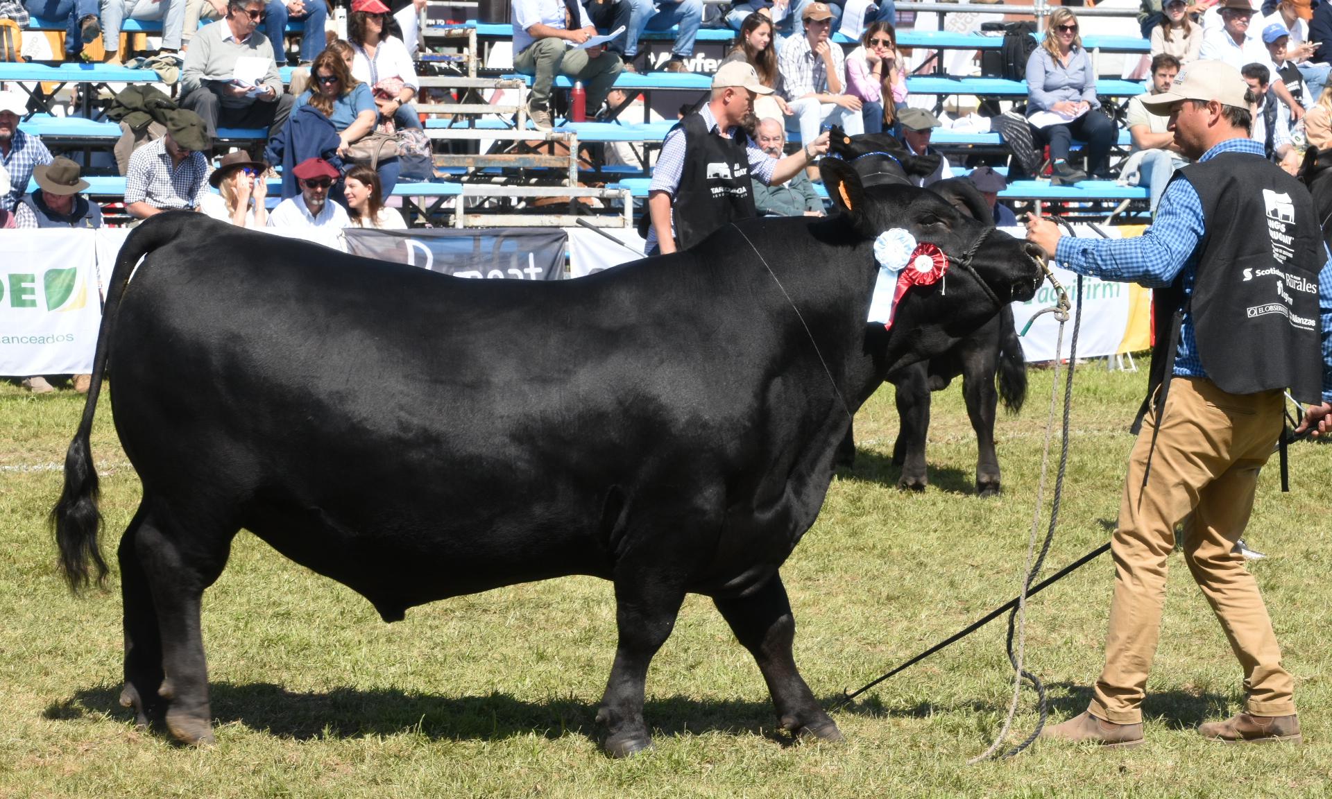 toro angus