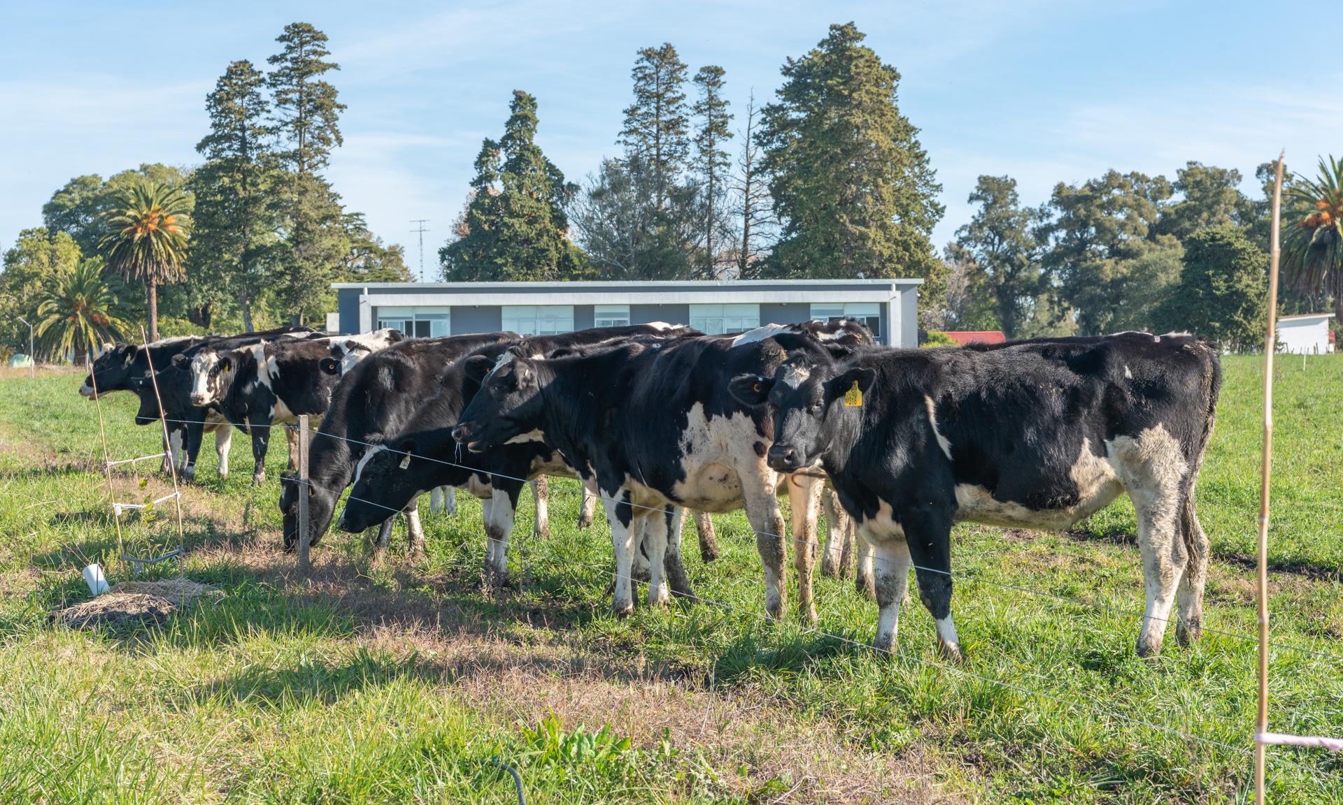 vacas