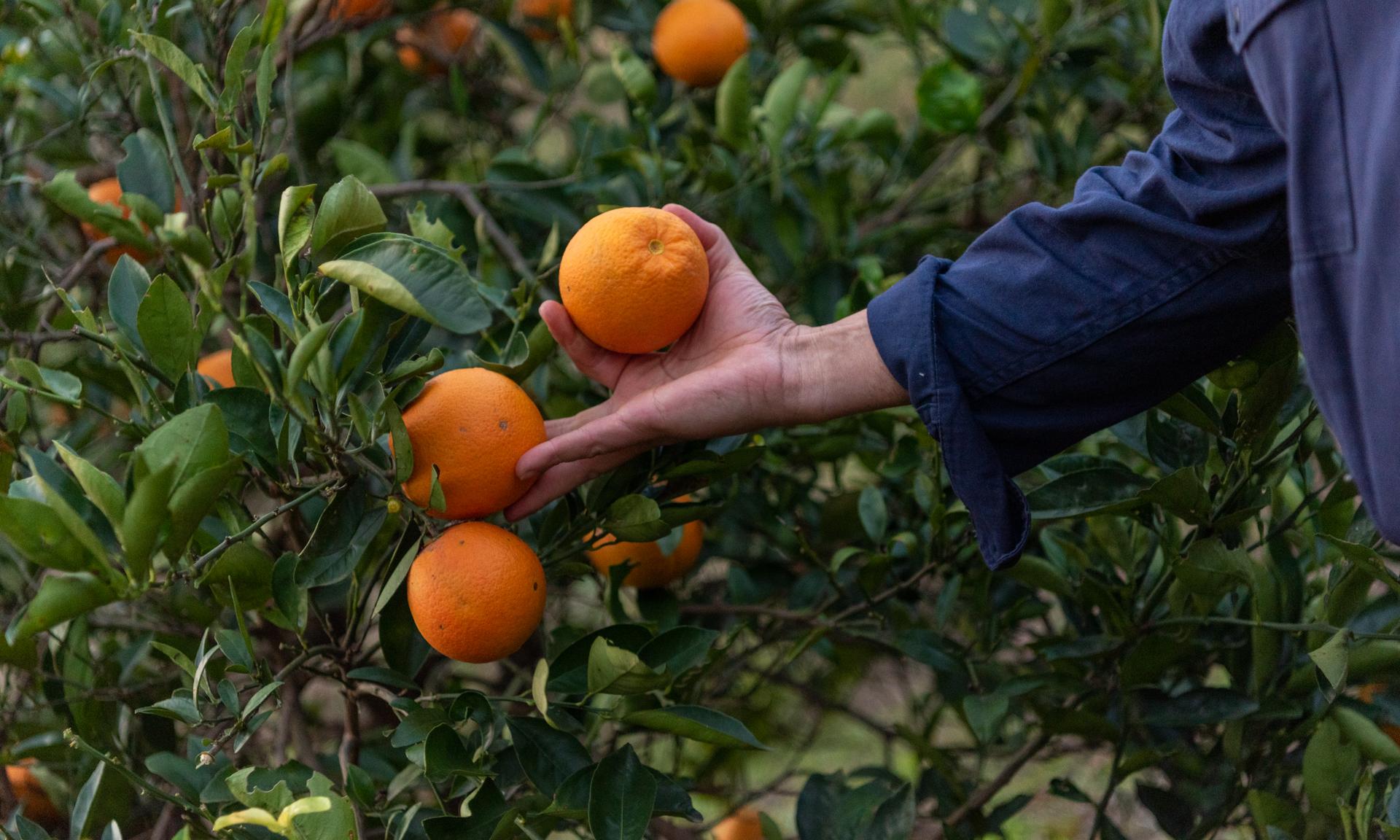 naranjas