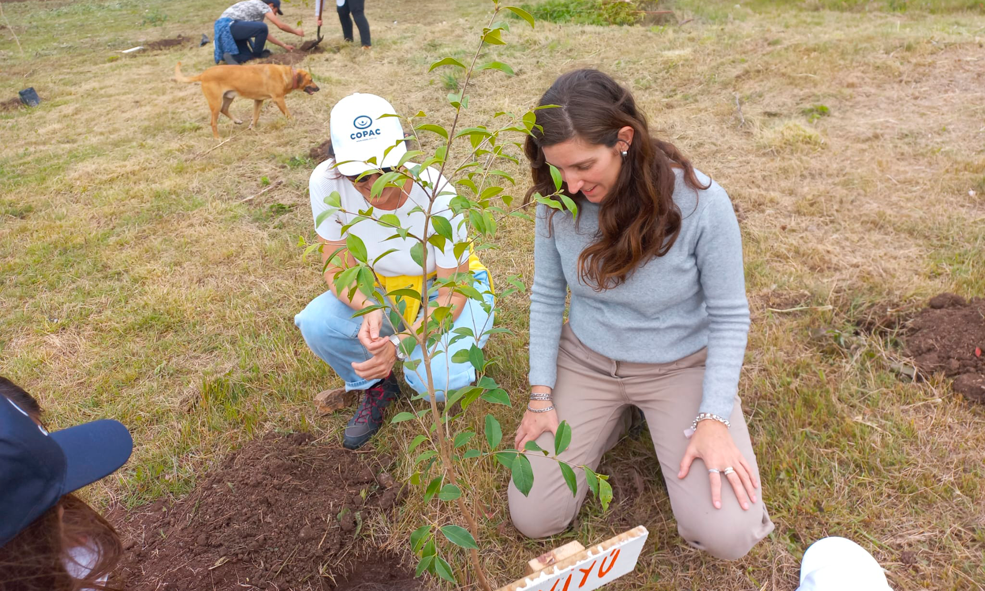 planando el árbol