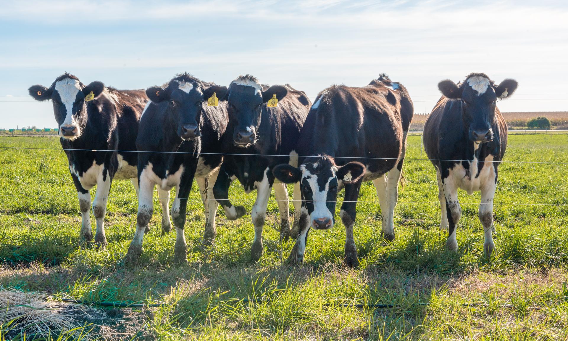 vacas
