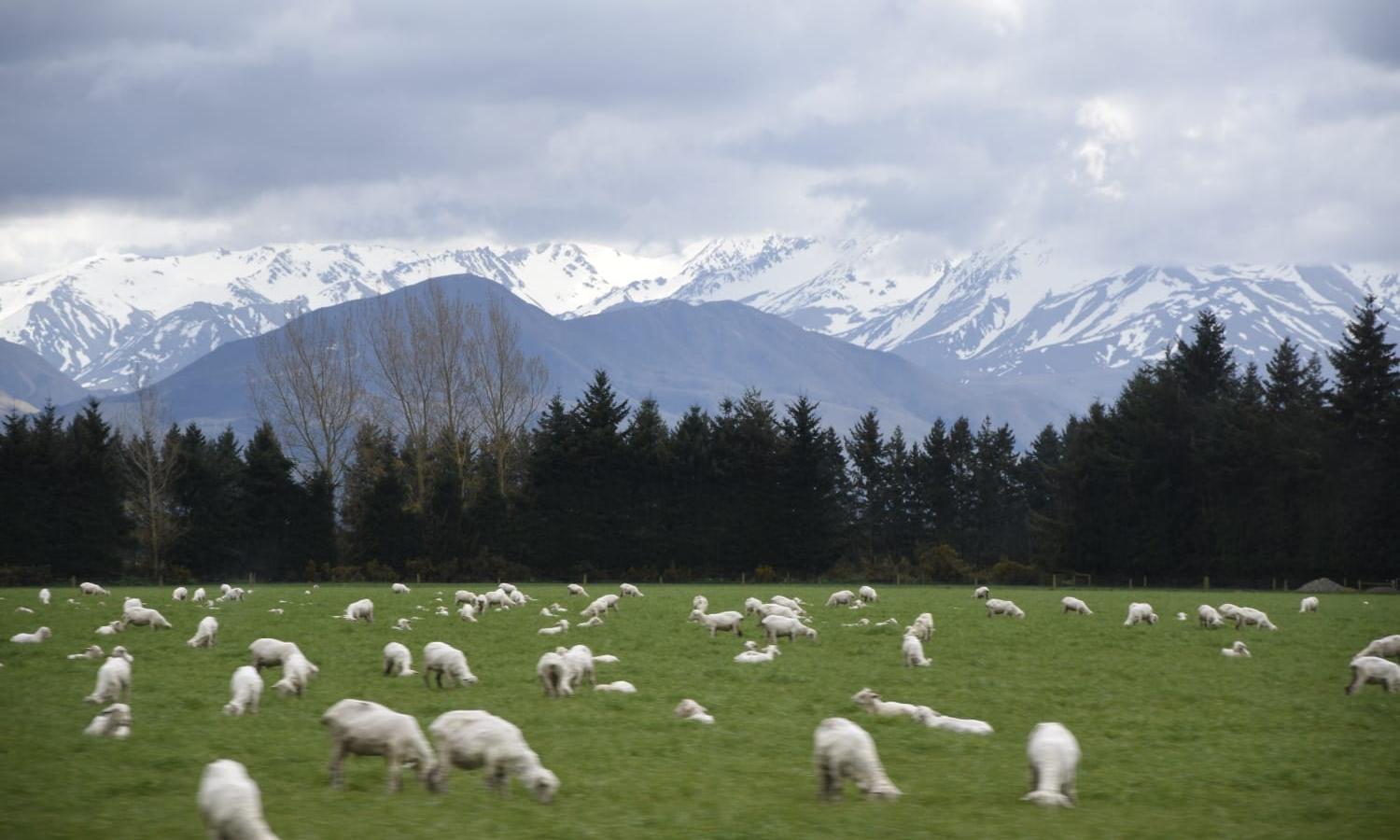 zelanda