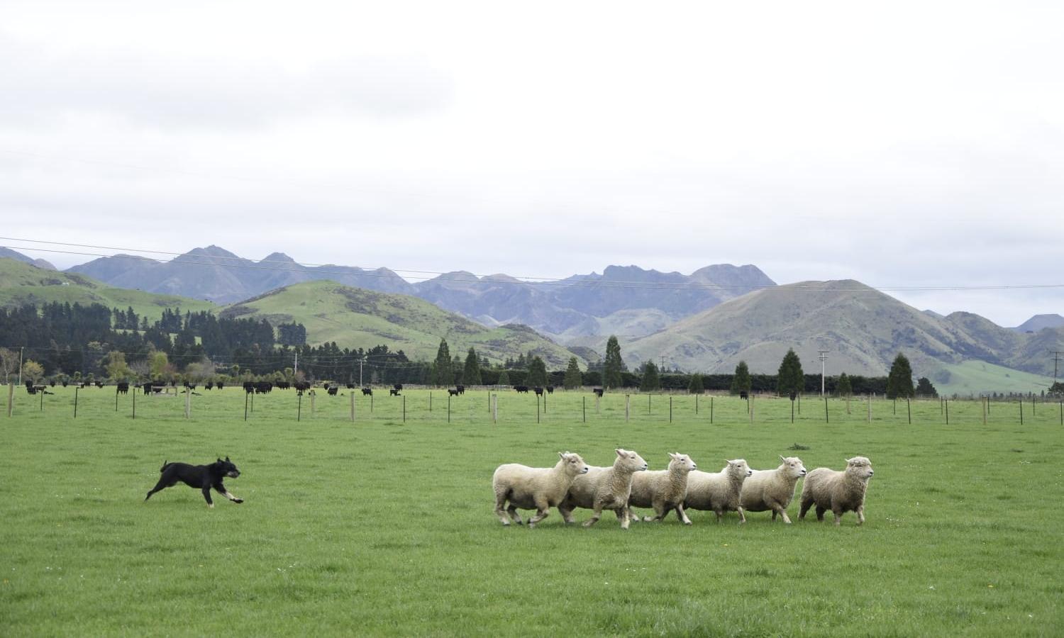 zelanda