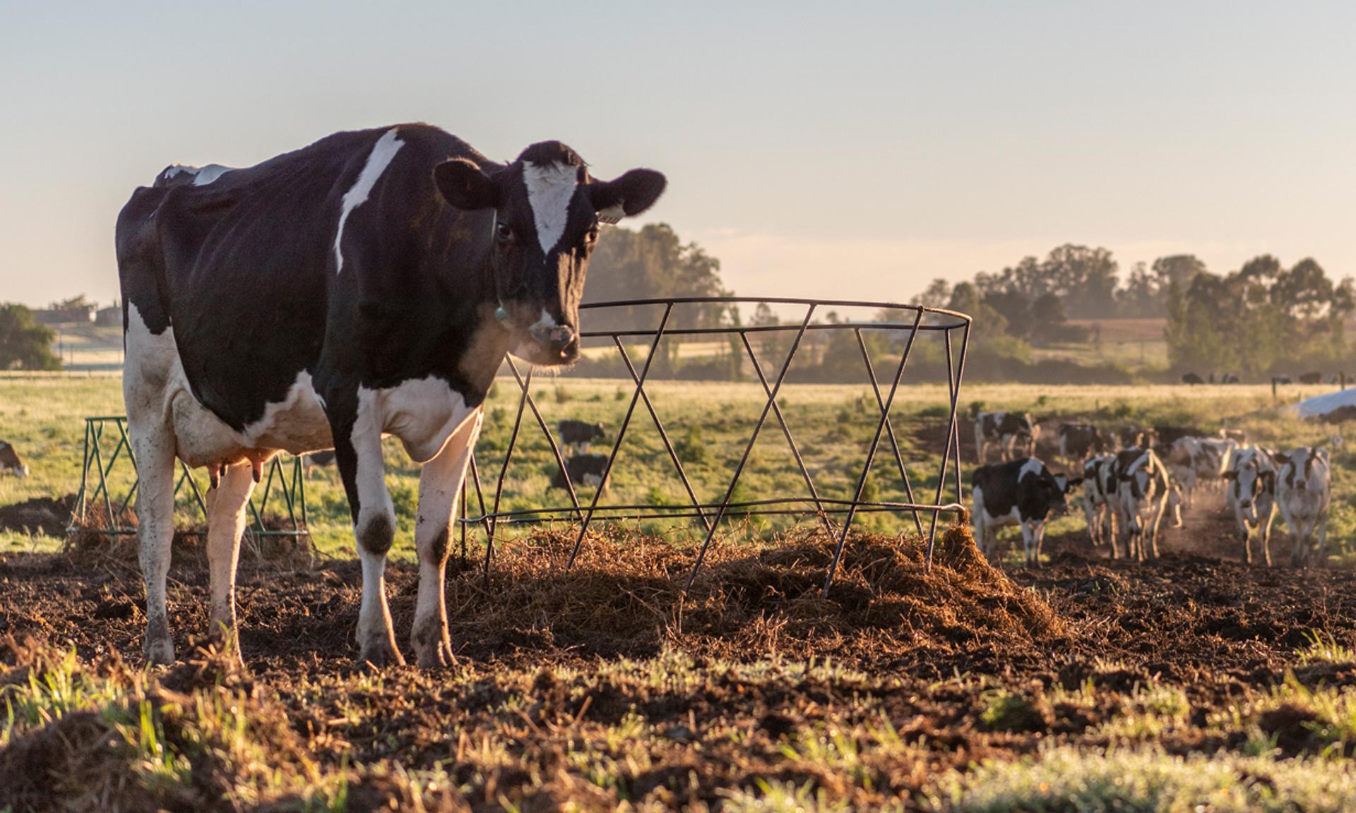 vacas