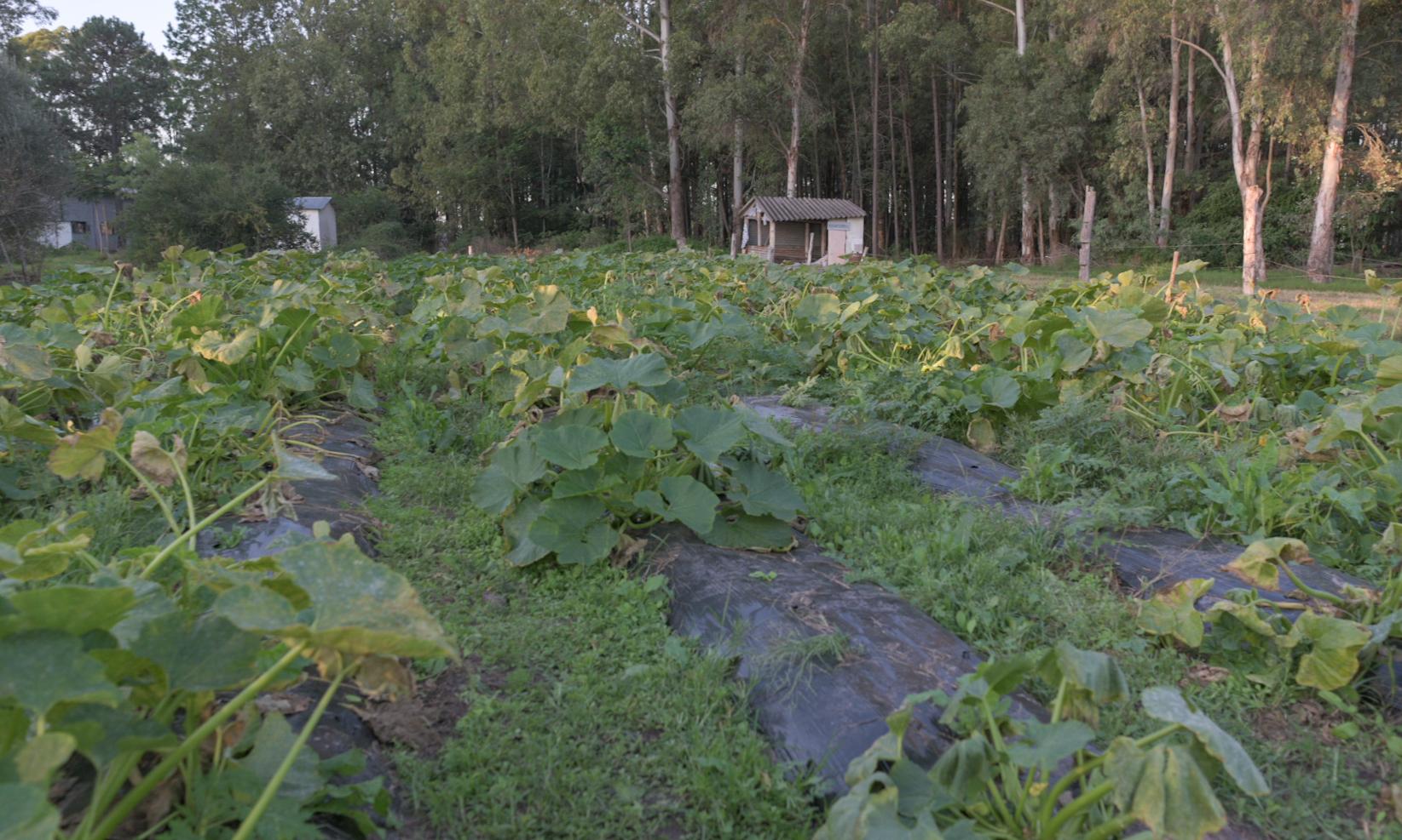 Tecnicatura en Producciones Vegetales Intensivas 