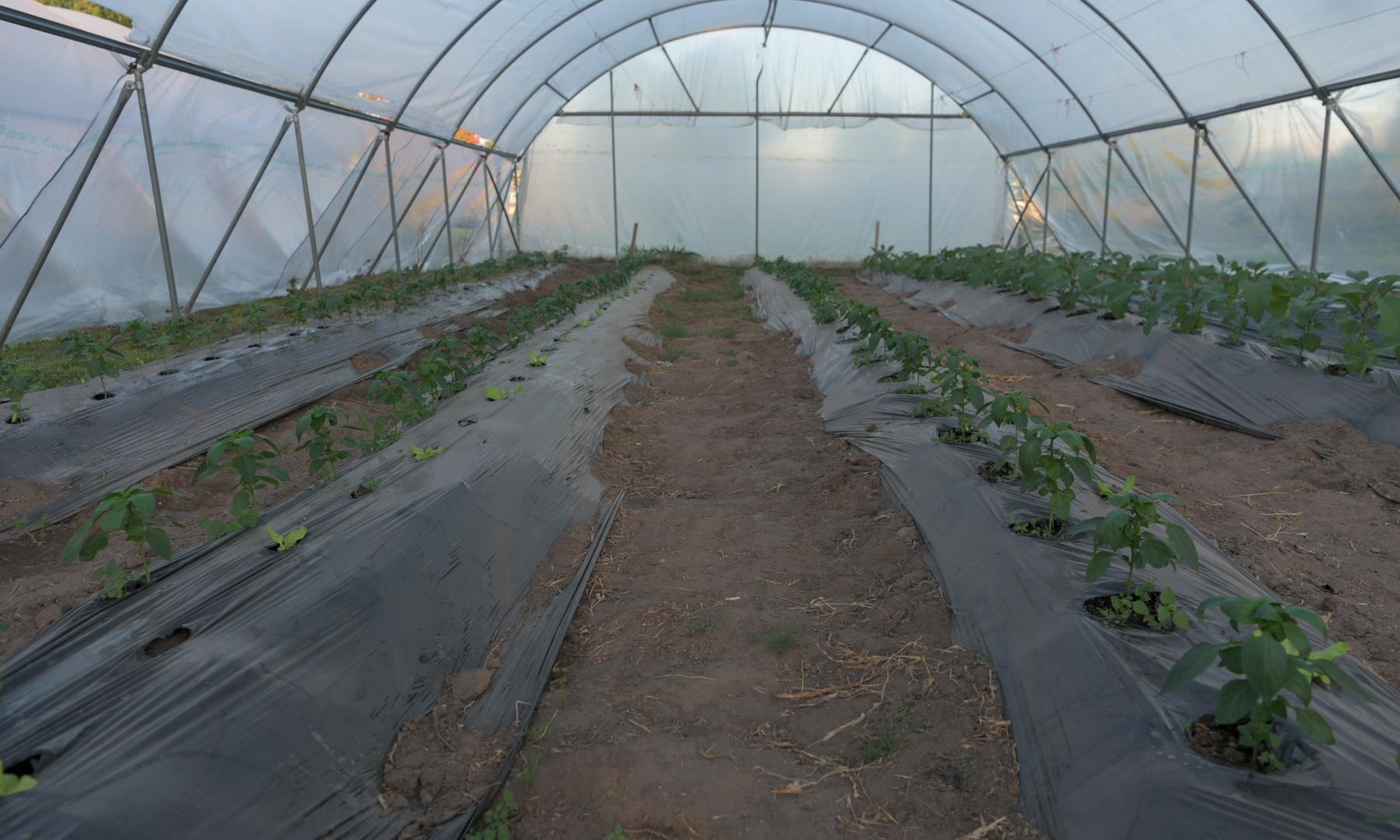 Tecnicatura en Producciones Vegetales Intensivas 