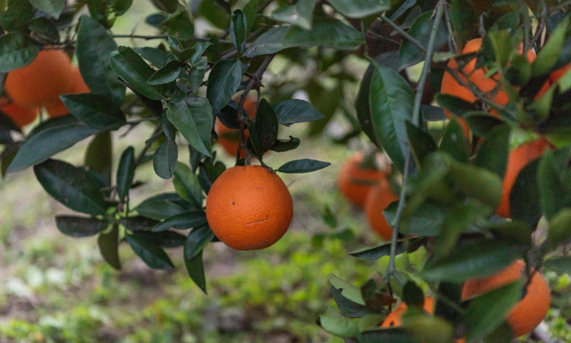 naranja