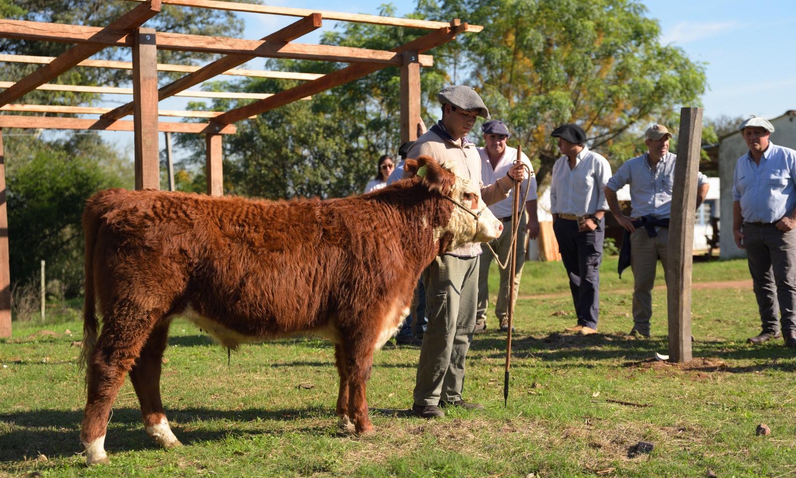 Éxito en la preparación de novillos 