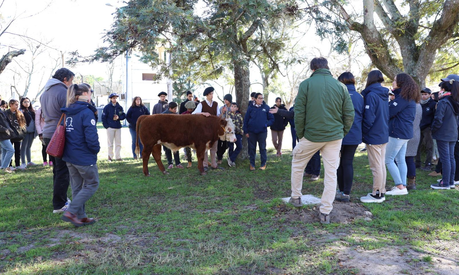 Éxito en la preparación de novillos 