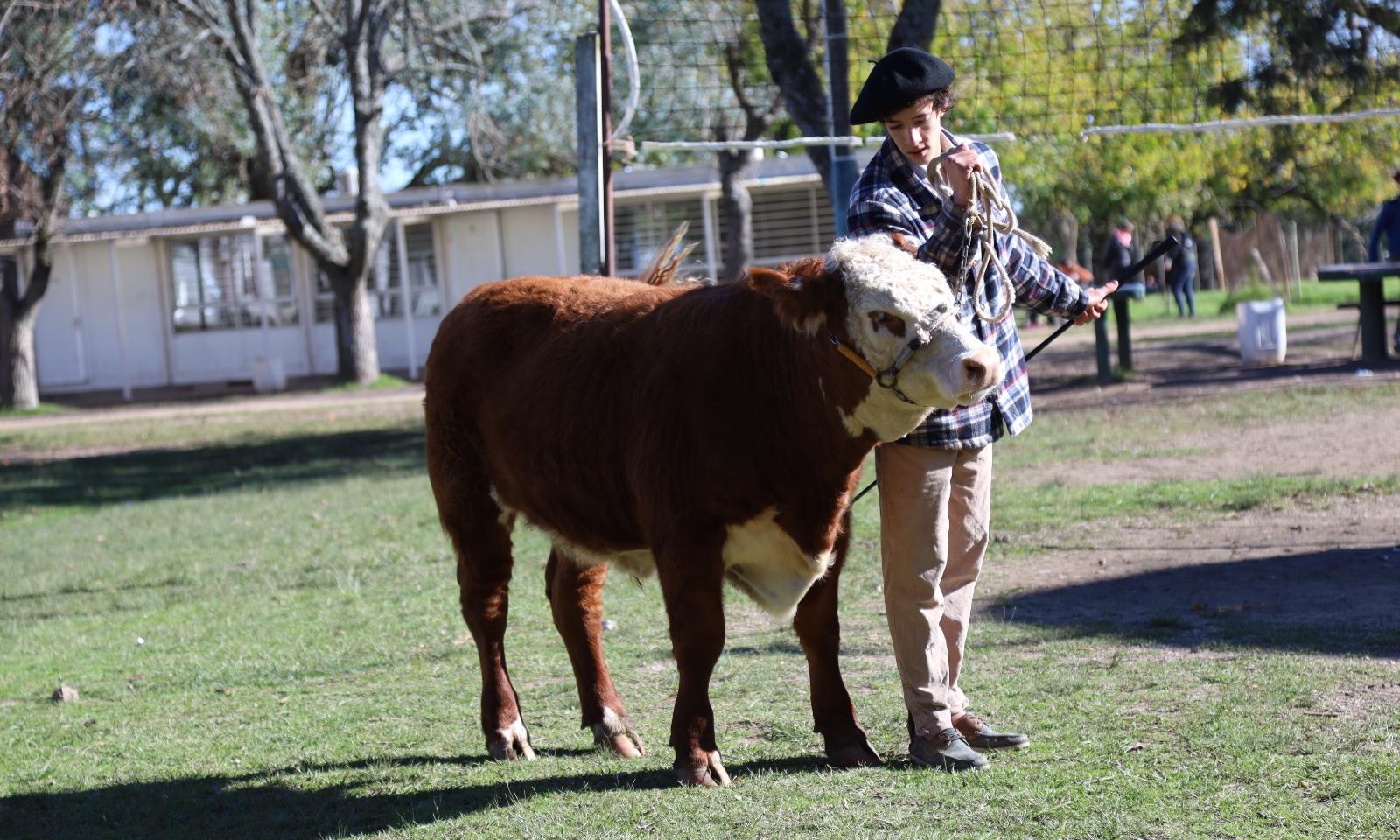 Éxito en la preparación de novillos 