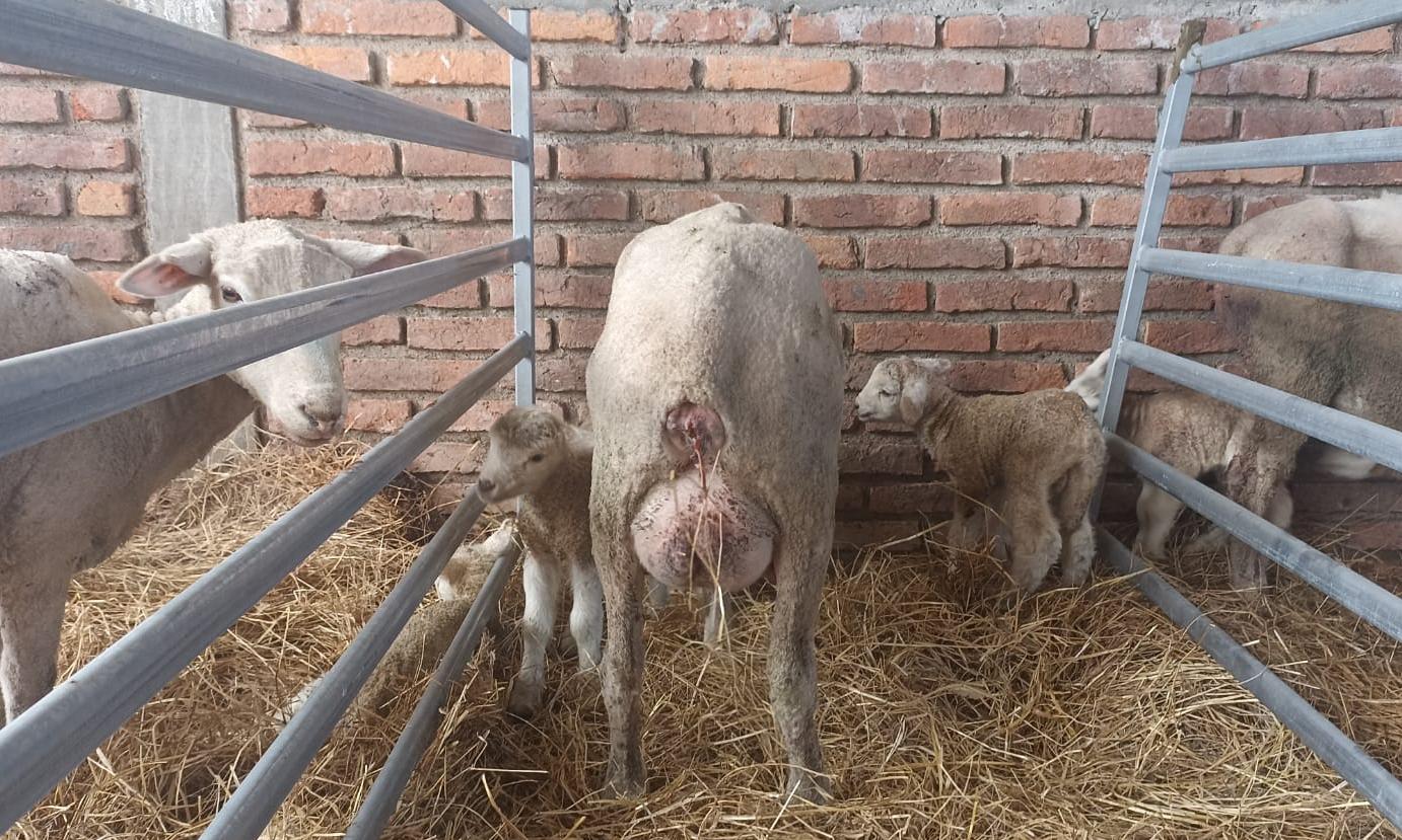 Se repite el milagro