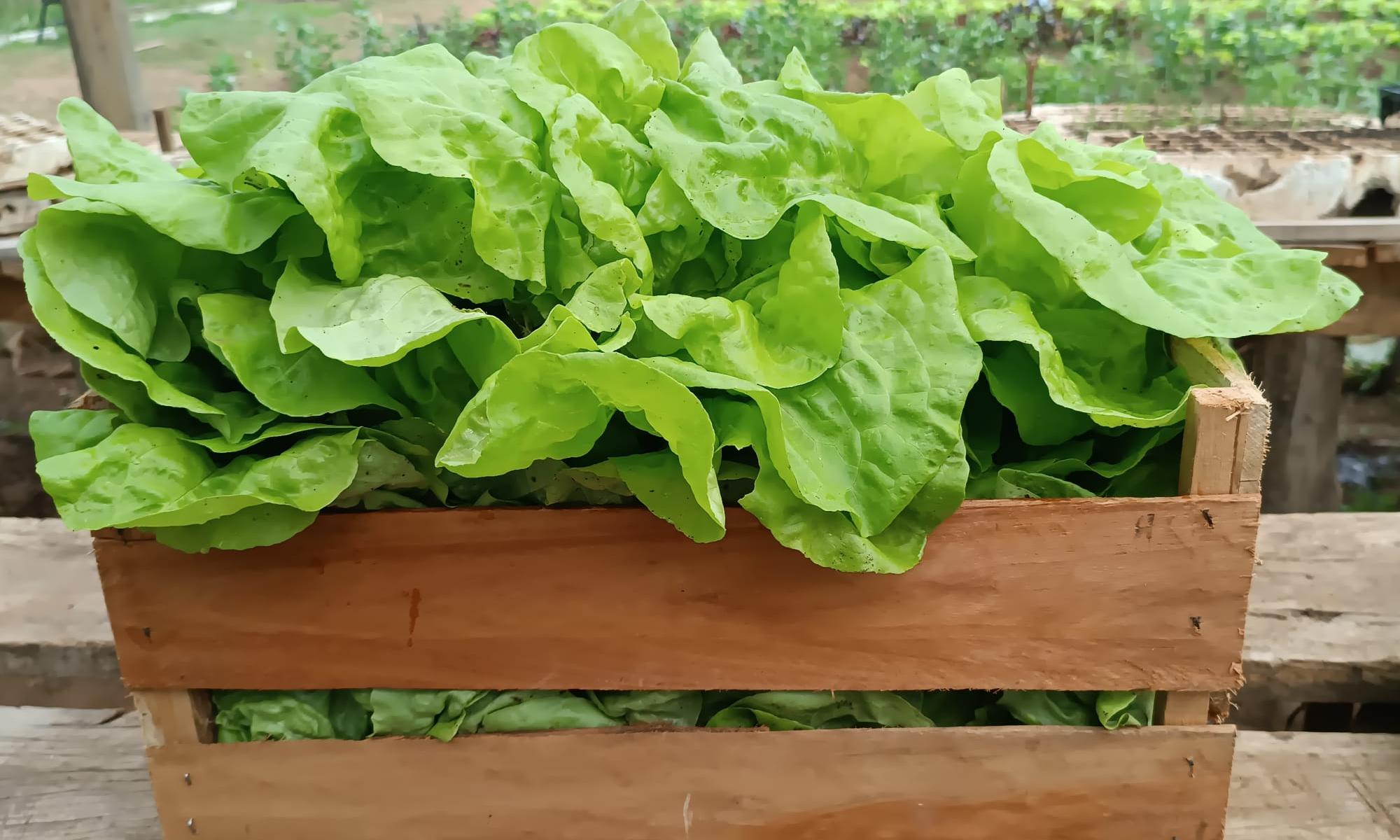 Taller Agrario Polo Educativo Tecnológico Agrario de Rivera